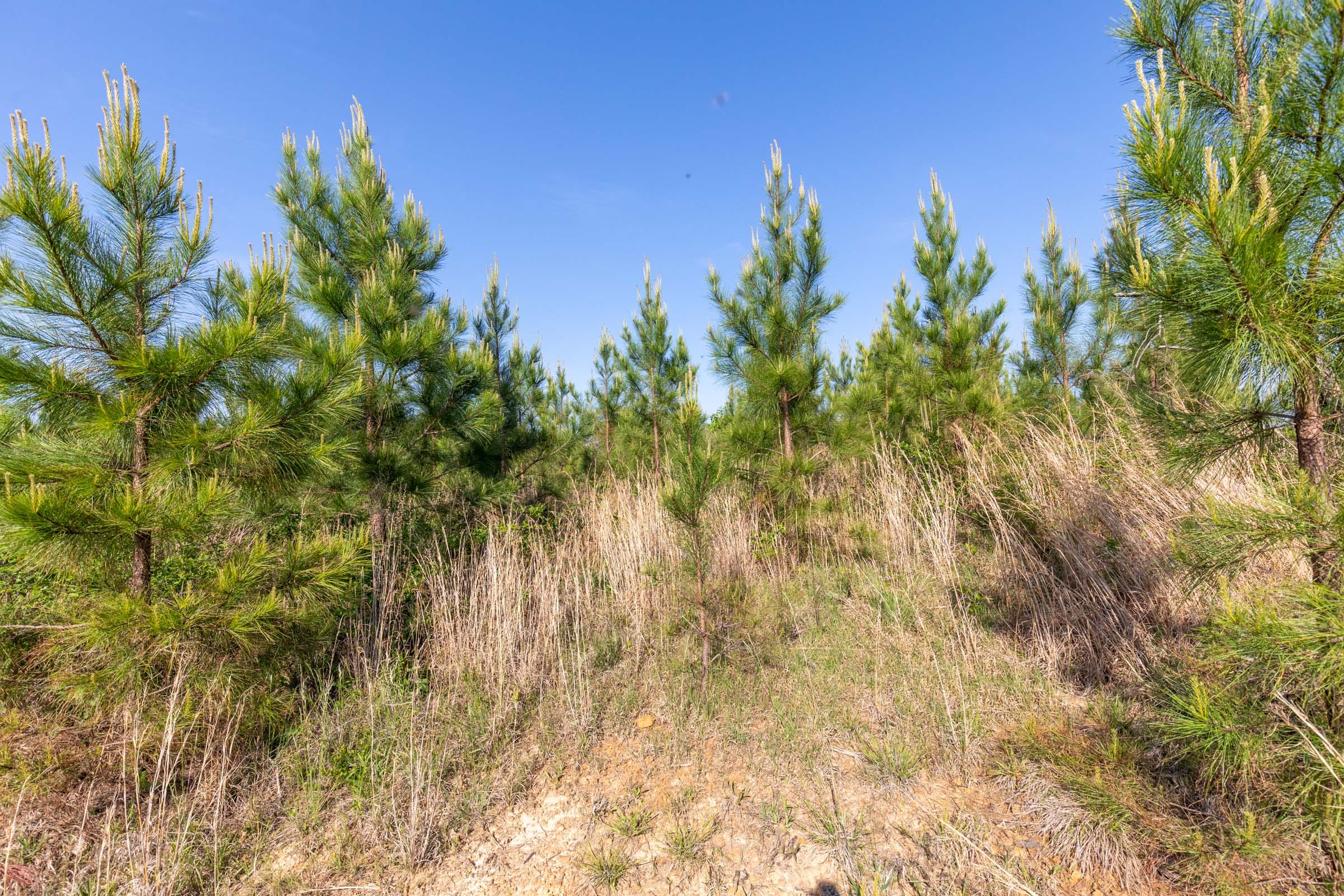 Clear Wood Tract 20 photo 9