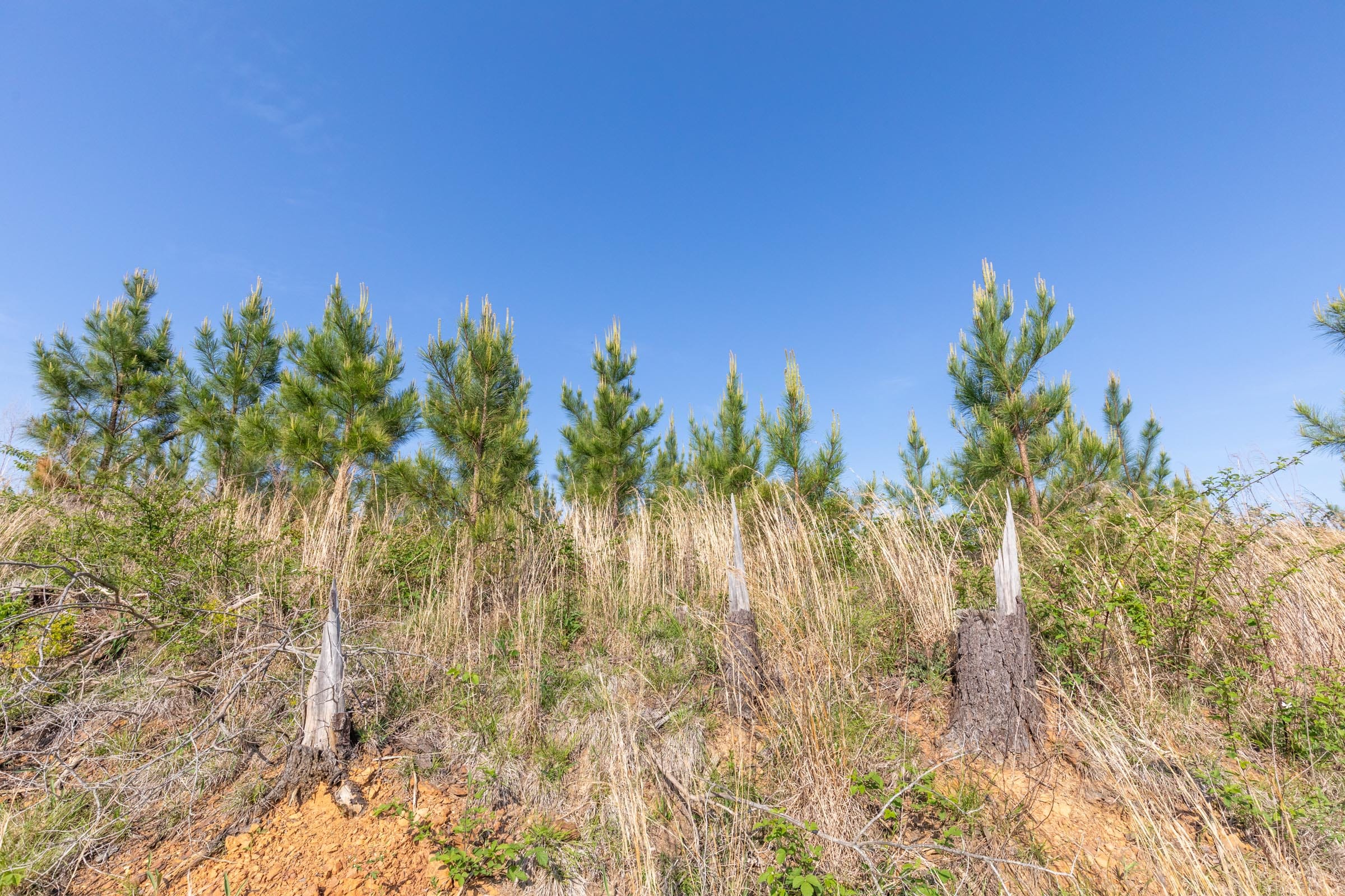 Clear Wood Tract 20 photo 10
