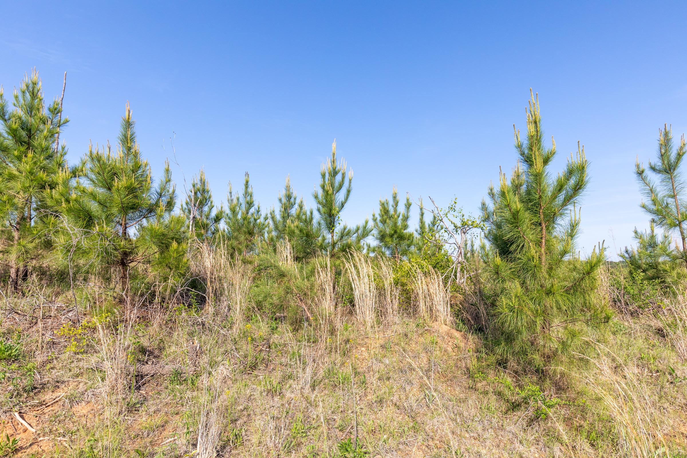 Clear Wood Tract 20 photo 12