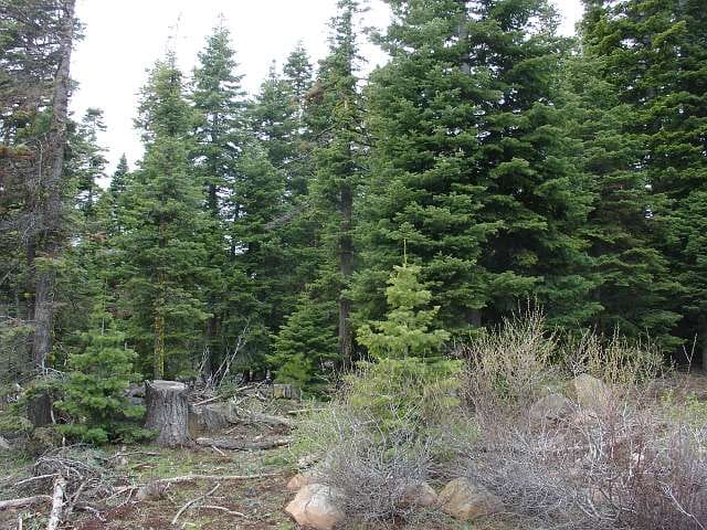 California Pines Tract 37 photo 3