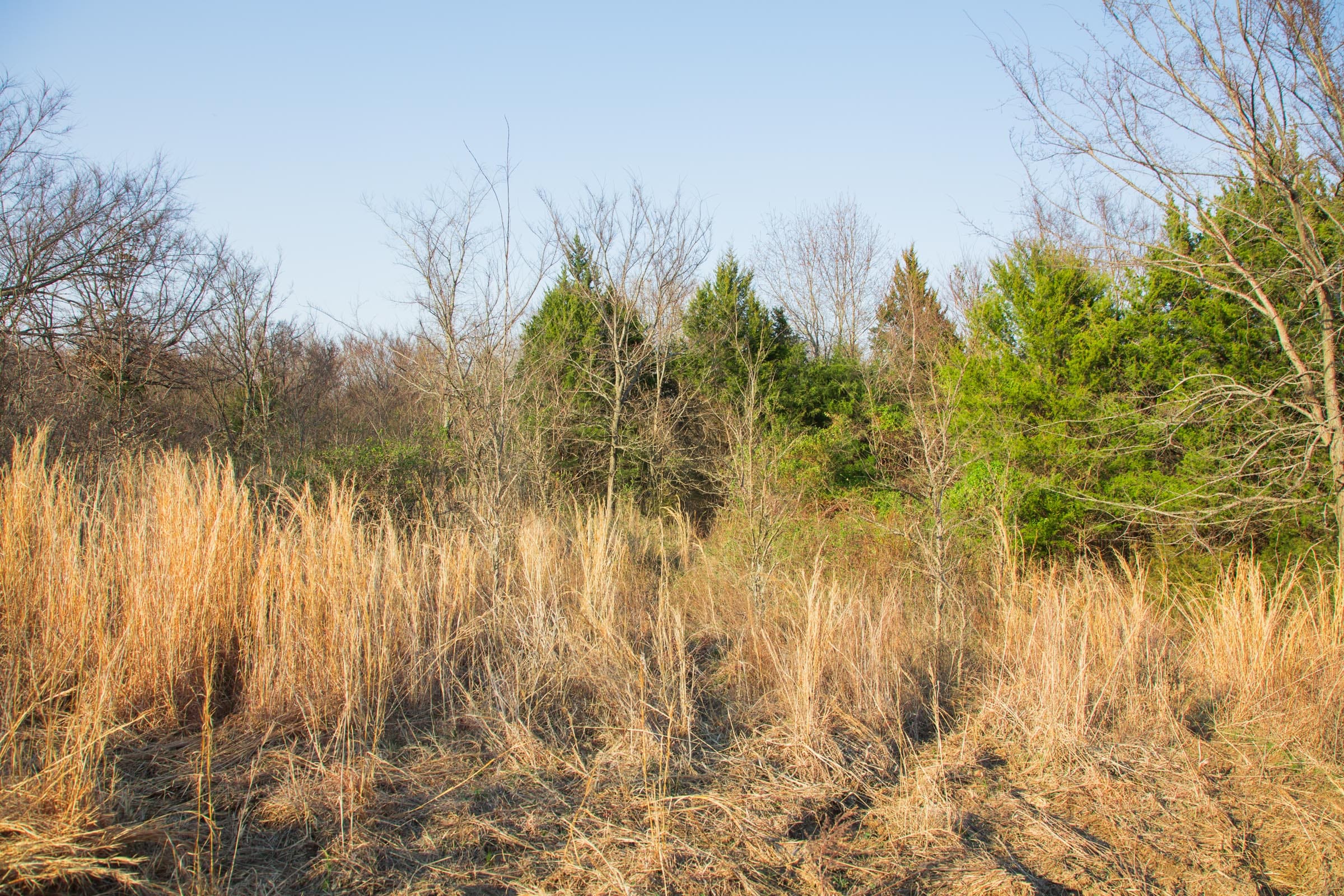 Eufaula Cove Tract 10 photo 6