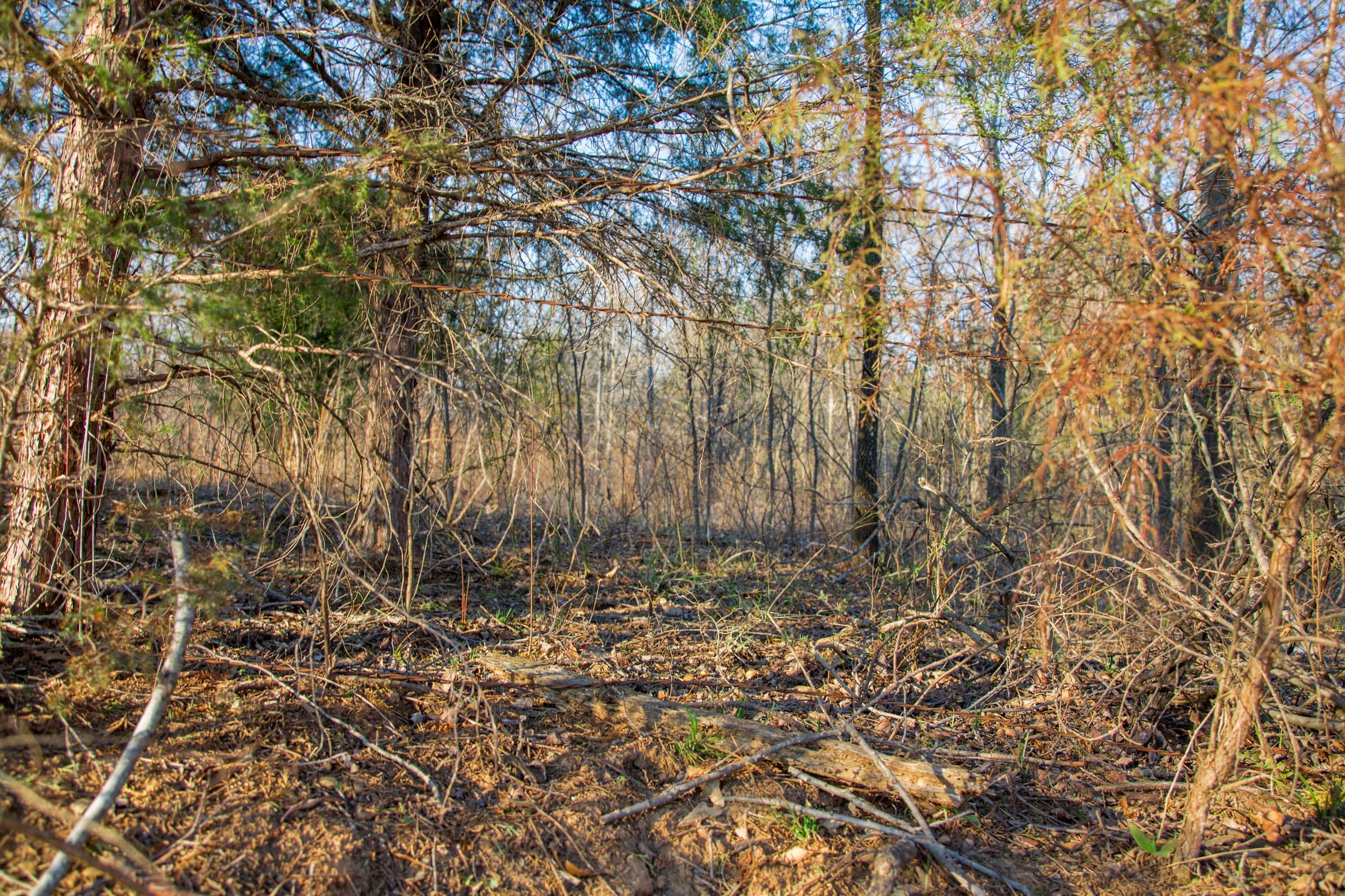Eufaula Cove Tract 10 photo 8