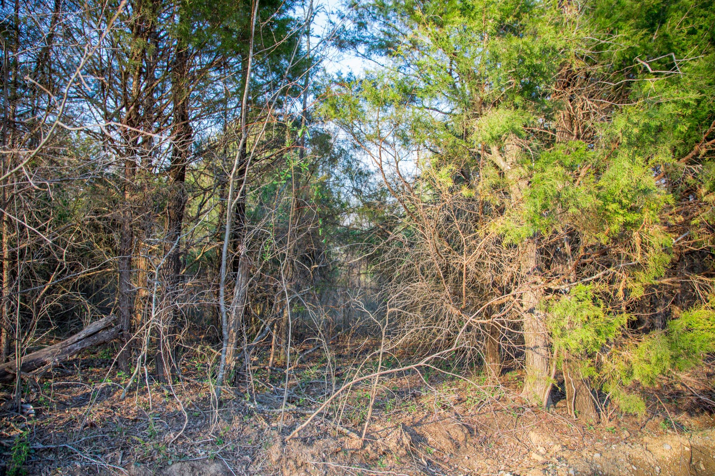 Eufaula Cove Tract 10 photo 13
