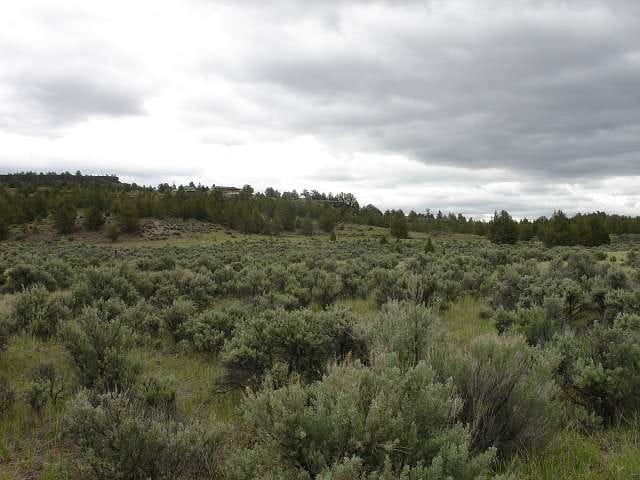 California Pines Tract 55 photo 5
