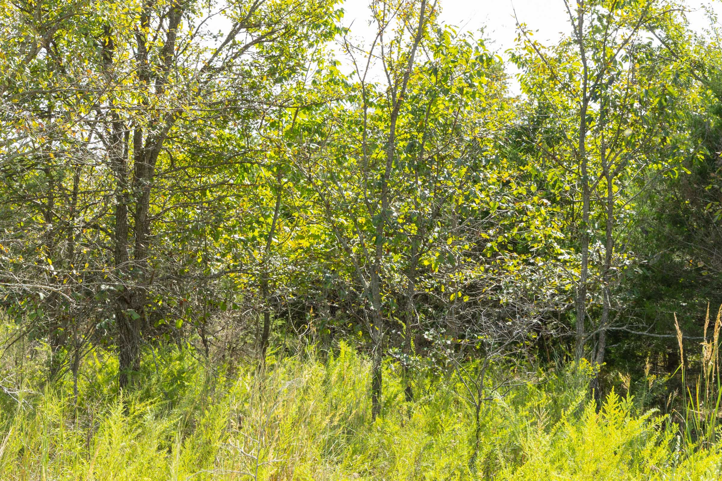 Reserves At Cattail Cove Phase II Tract 62 photo 5