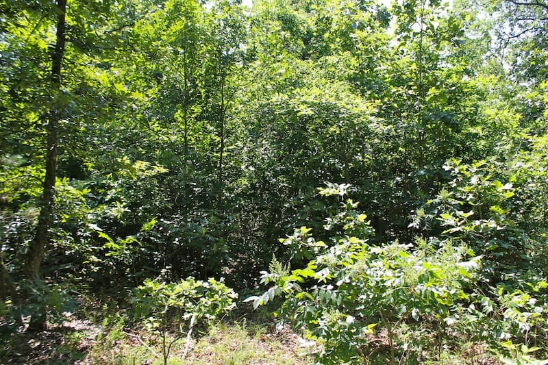 Green Mountain Ranch Tract 48 photo 2