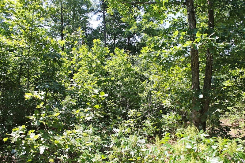 Green Mountain Ranch Tract 48 photo 3