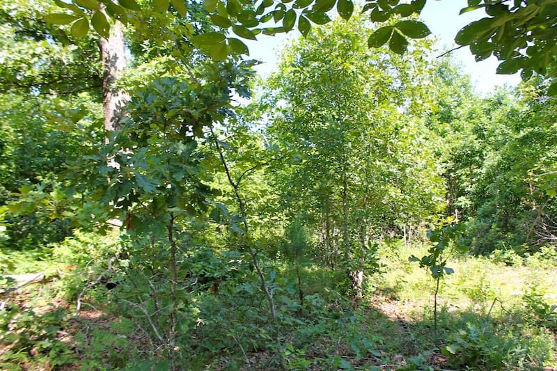 Green Mountain Ranch Tract 48 photo 4