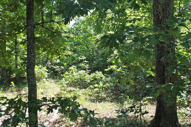 Green Mountain Ranch Tract 48 photo 5