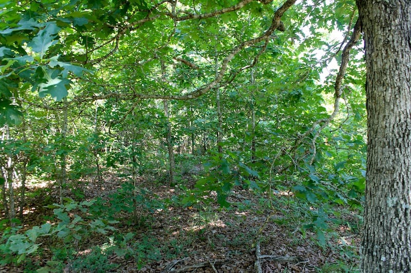 Green Mountain Ranch Tract 48 photo 6