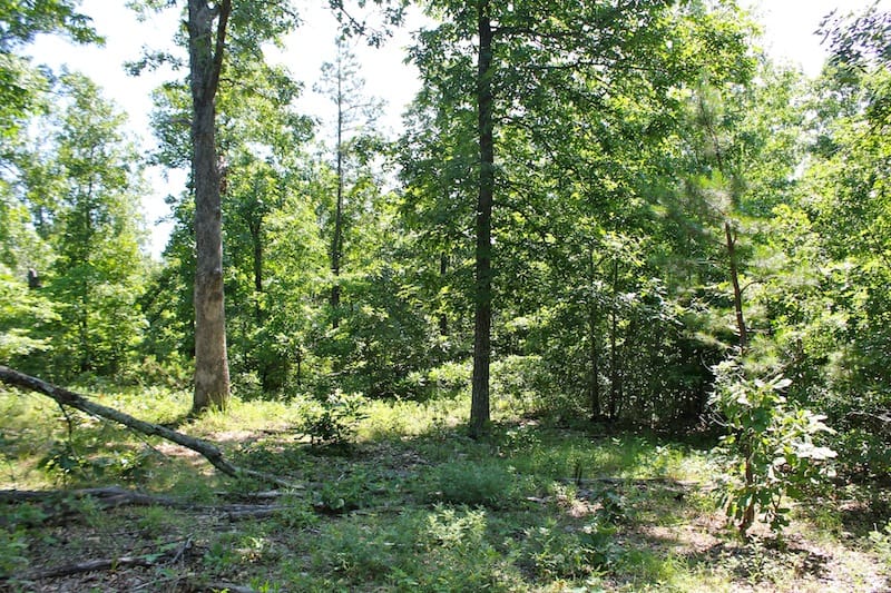 Green Mountain Ranch Tract 48 photo 9