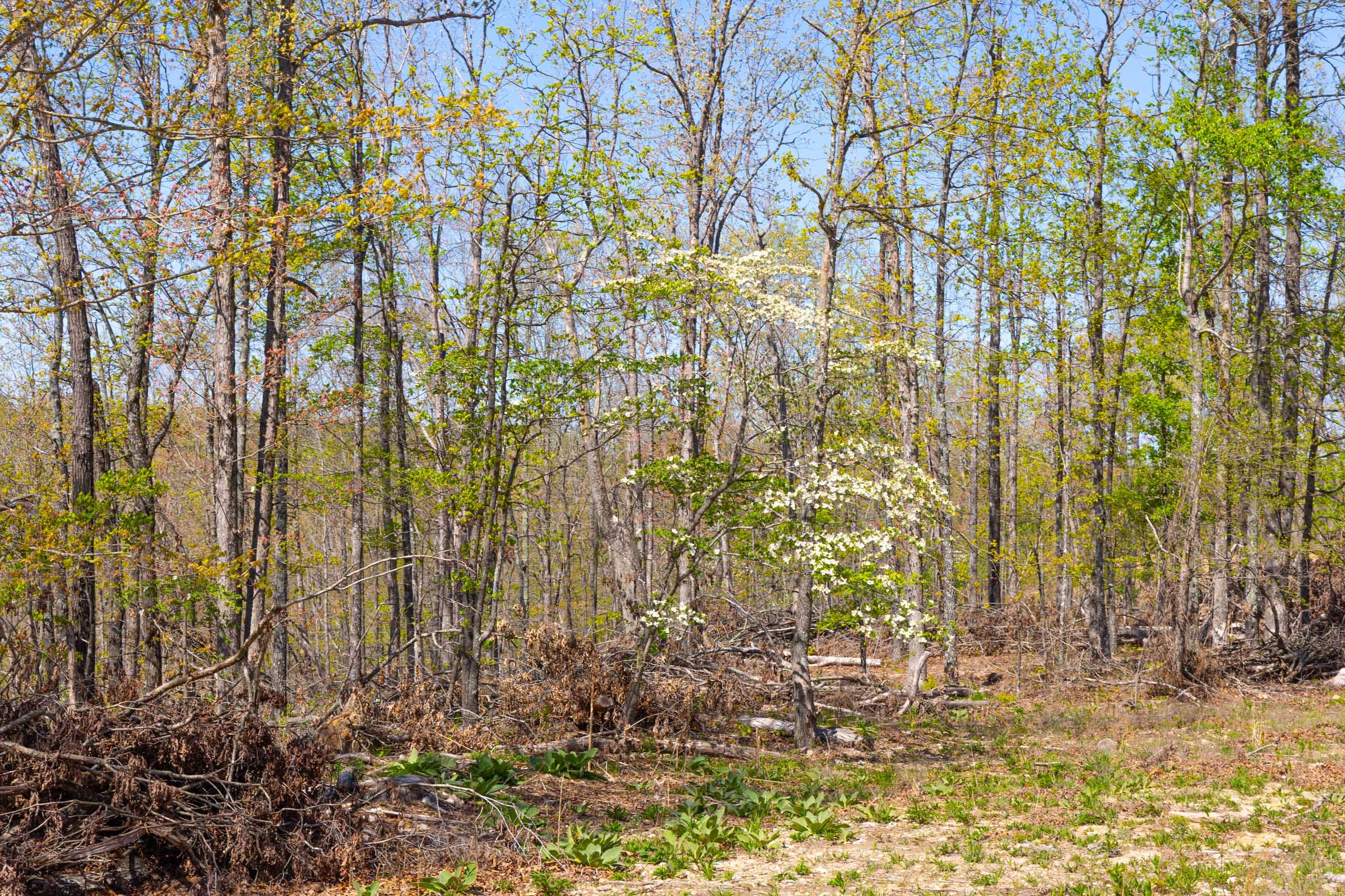 Lazybrook Tract 2 photo 7