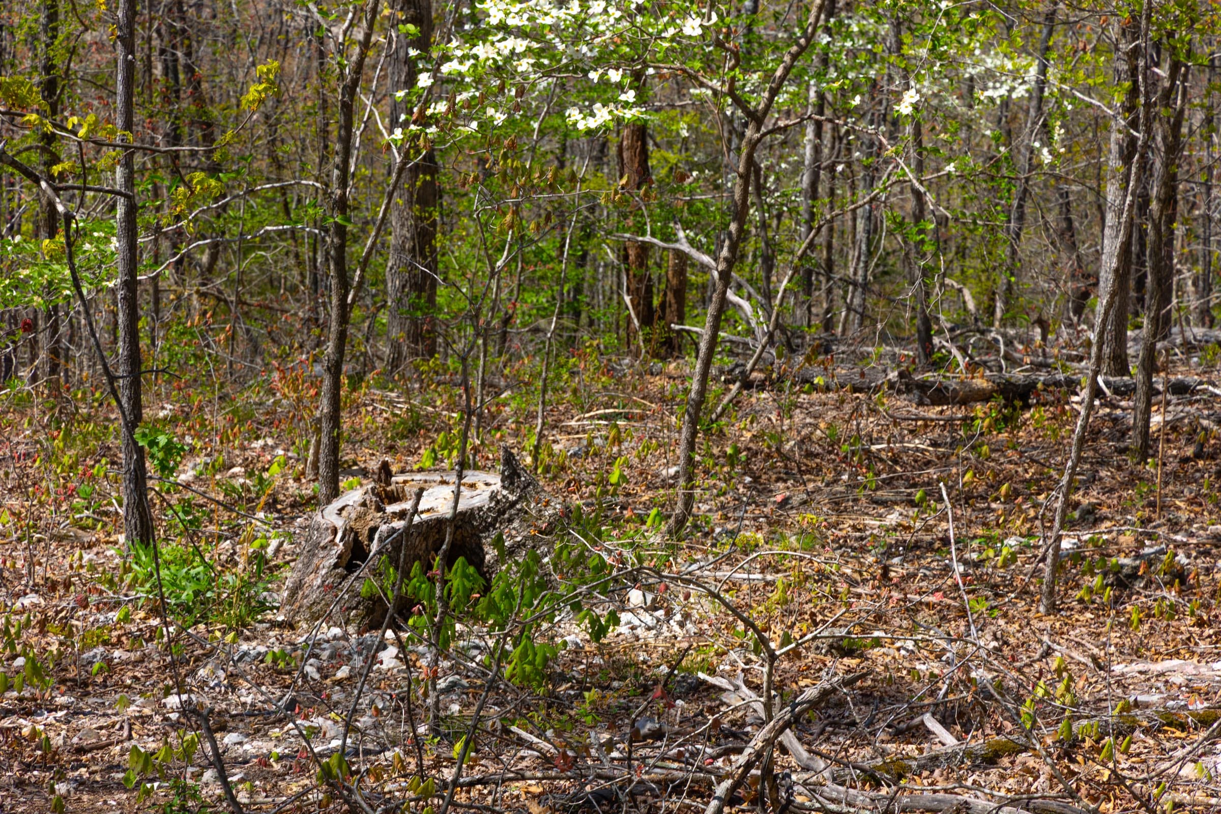 Lazybrook Tract 2 photo 8