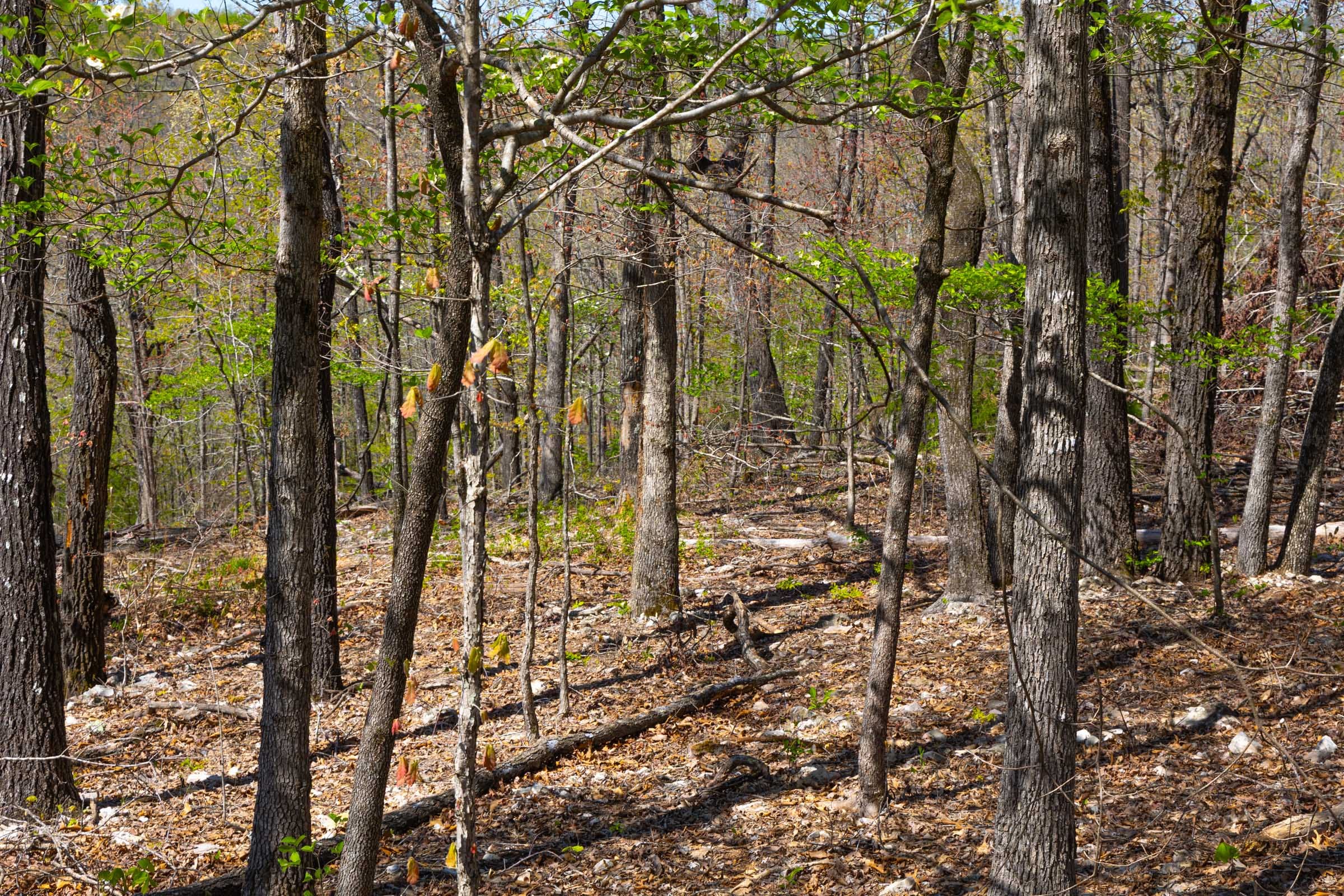 Lazybrook Tract 2 photo 5