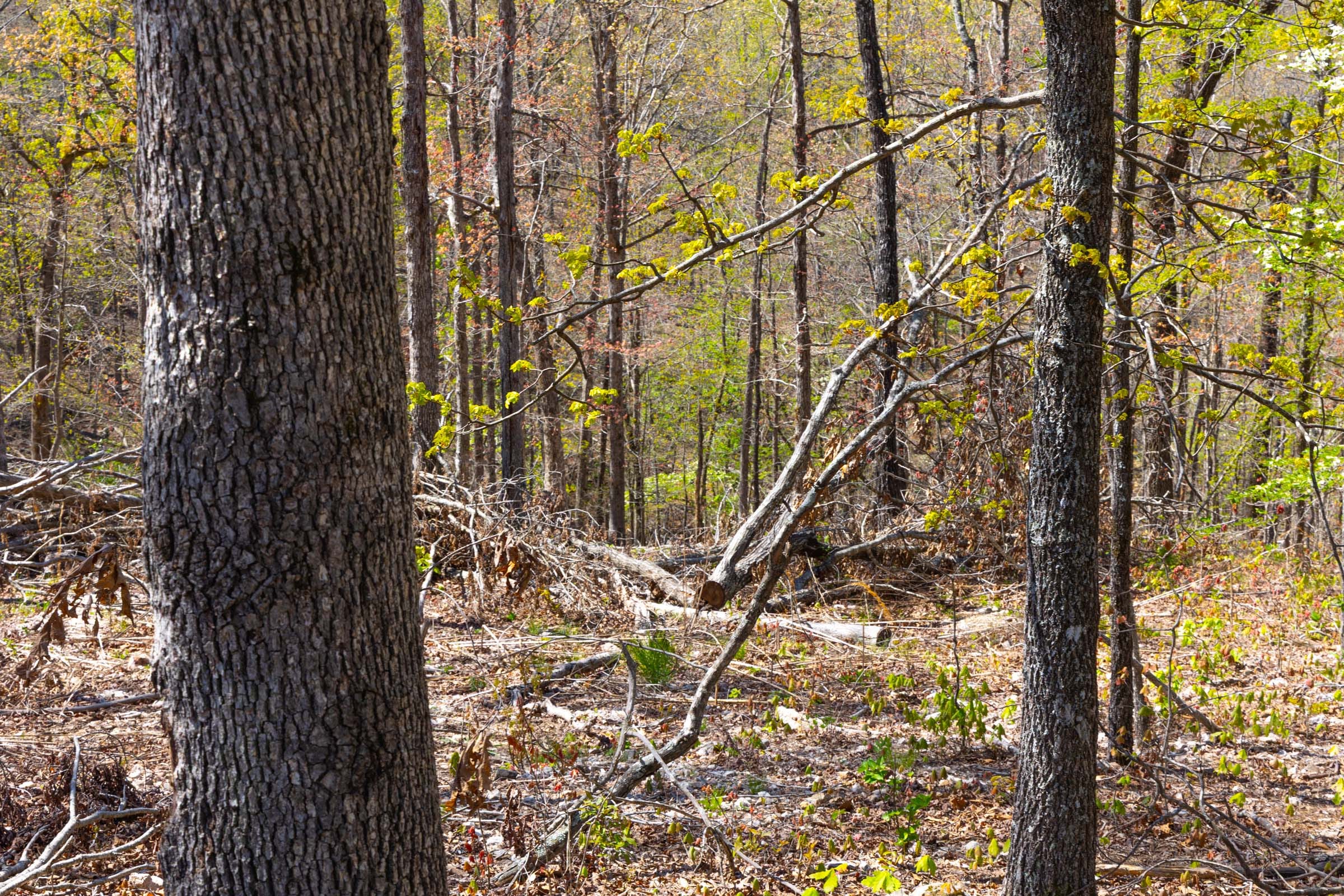 Lazybrook Tract 2 photo 9