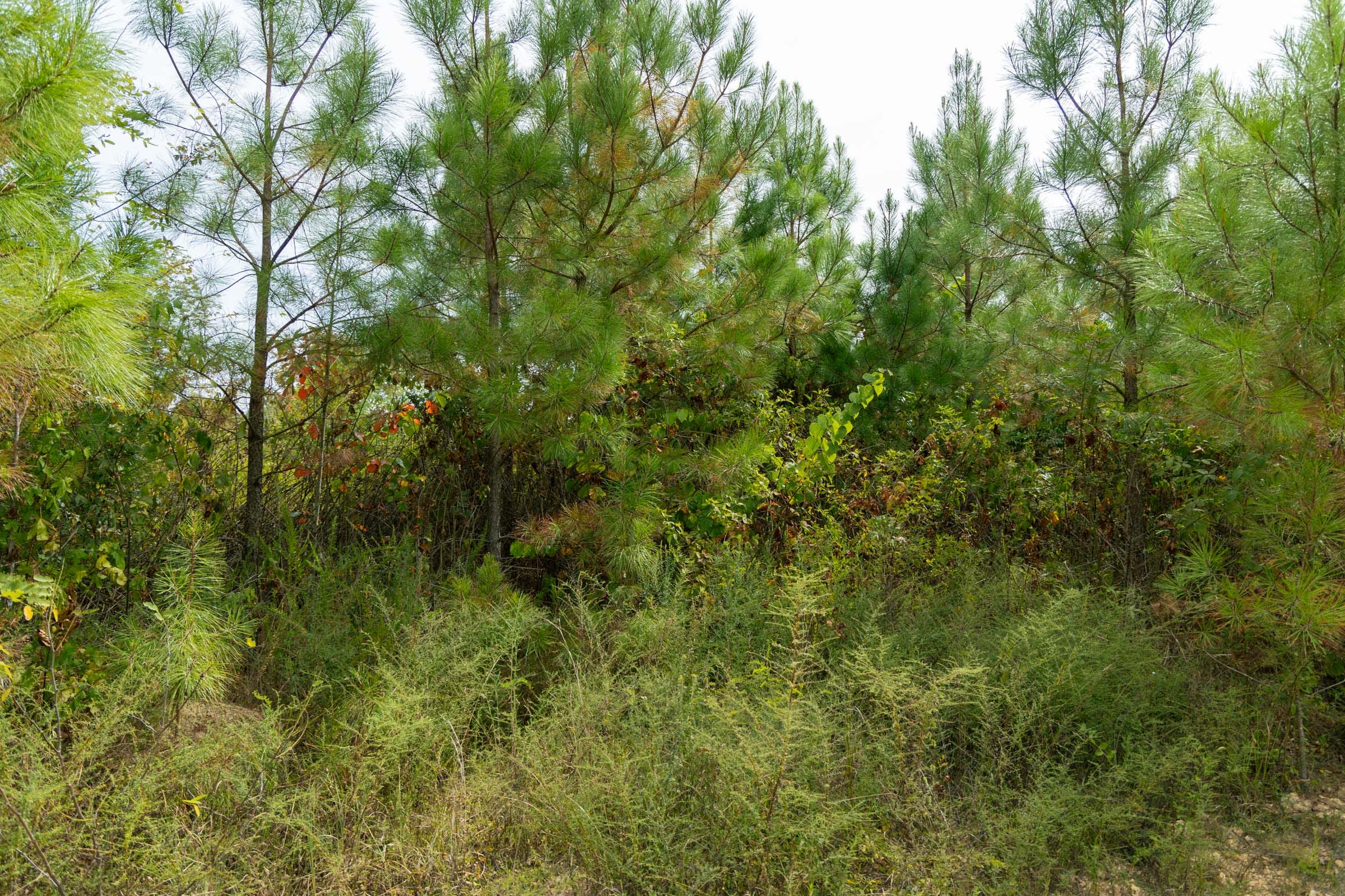 Big White Oak Tract 46 photo 6