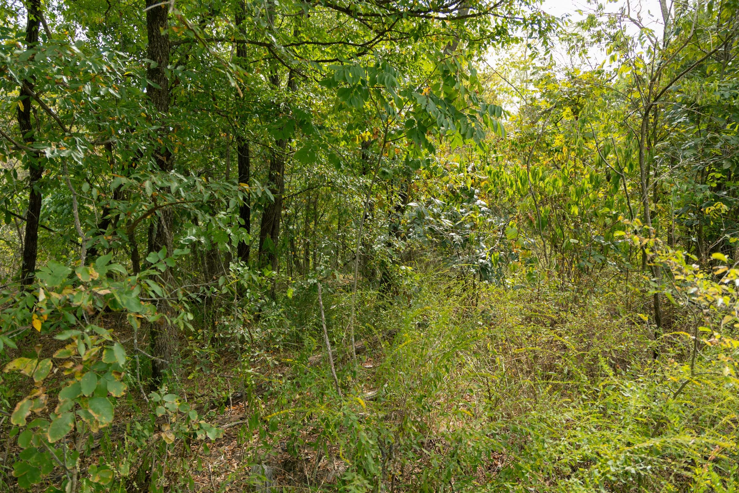 Big White Oak Tract 46 photo 7