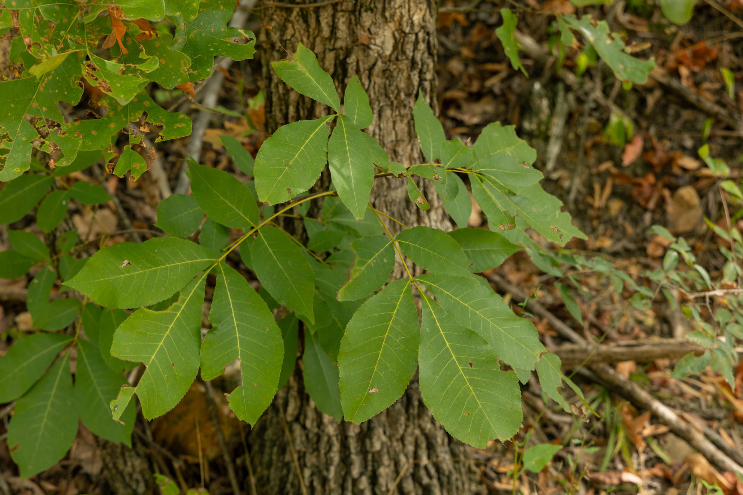 Big White Oak Tract 46 photo 9