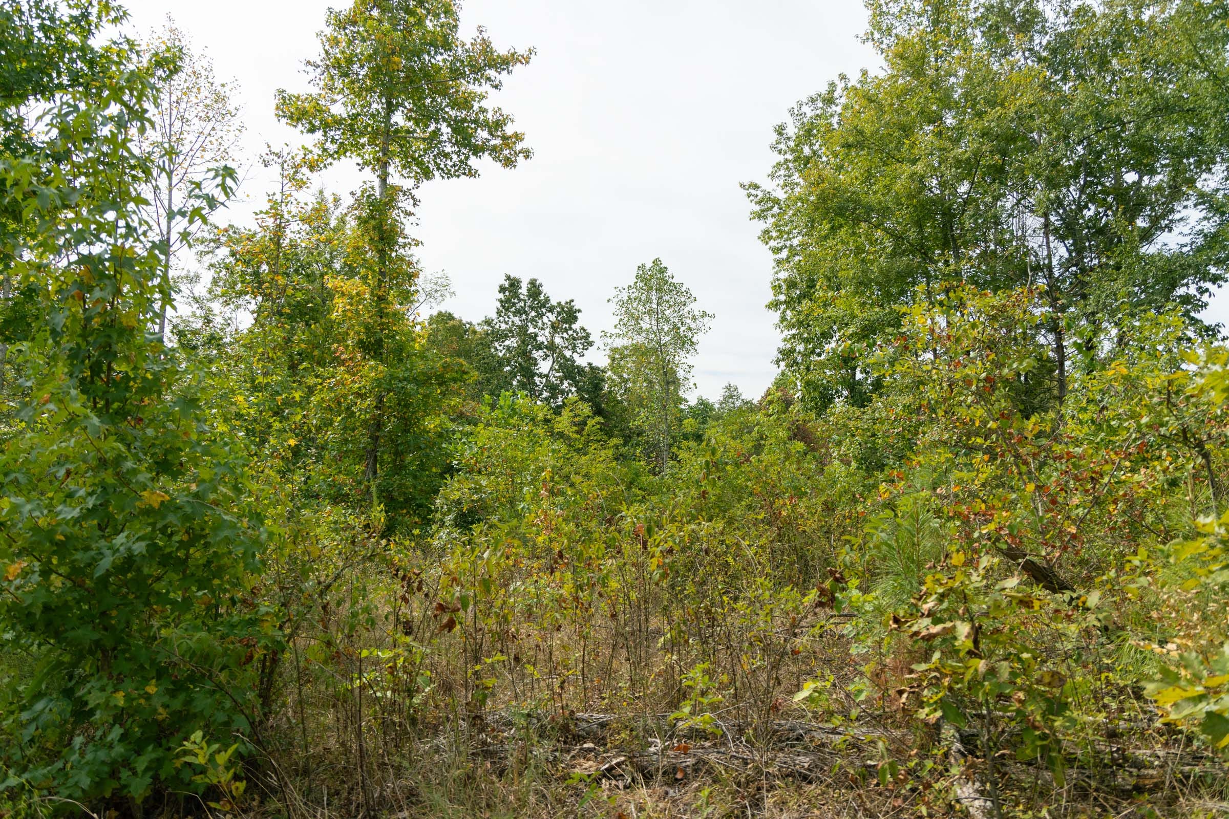 Big White Oak Tract 46 photo 2