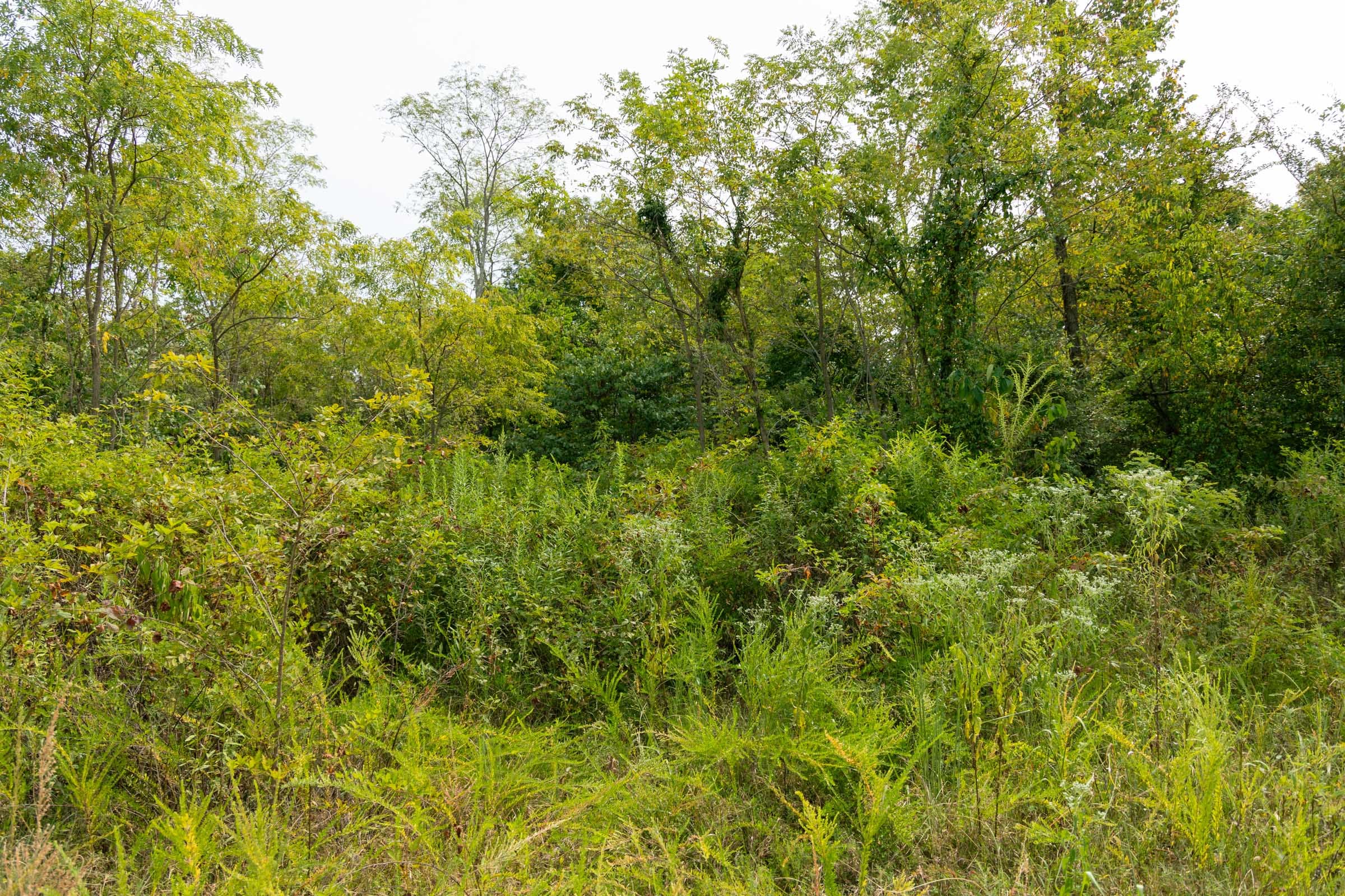 Big White Oak Tract 46 photo 8