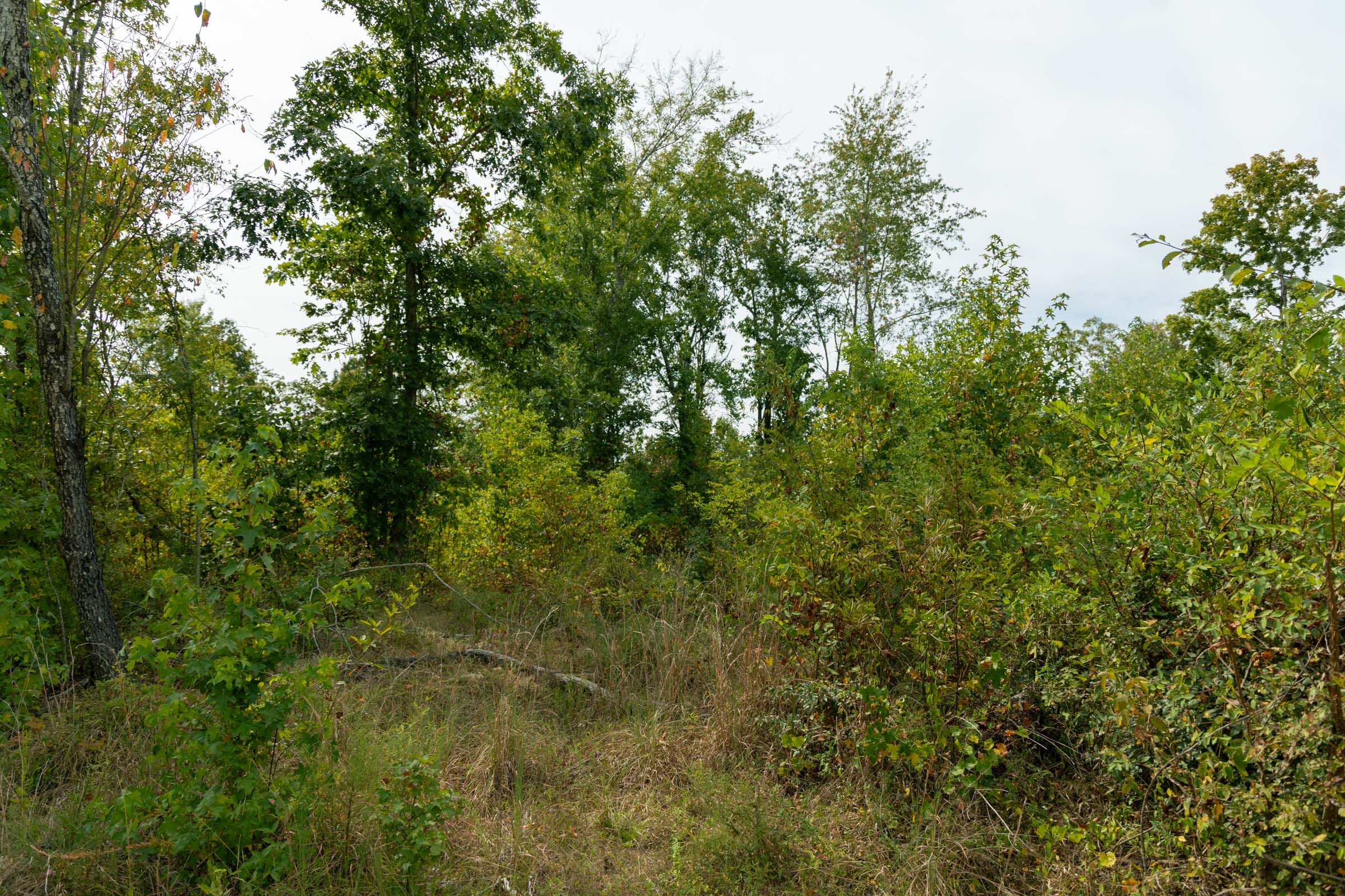 Big White Oak Tract 46 photo 3