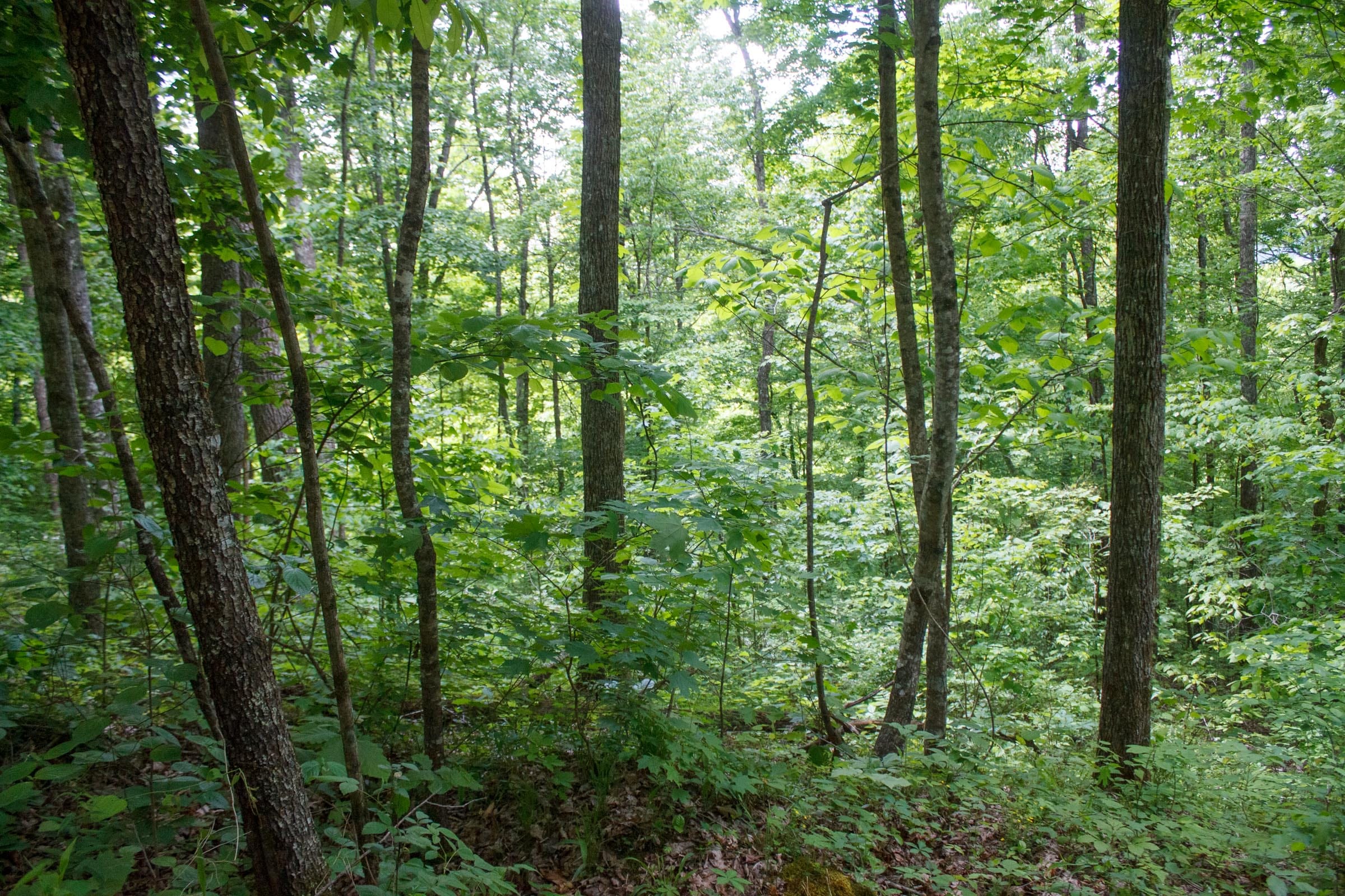 Riverbend Tract 2 photo 3