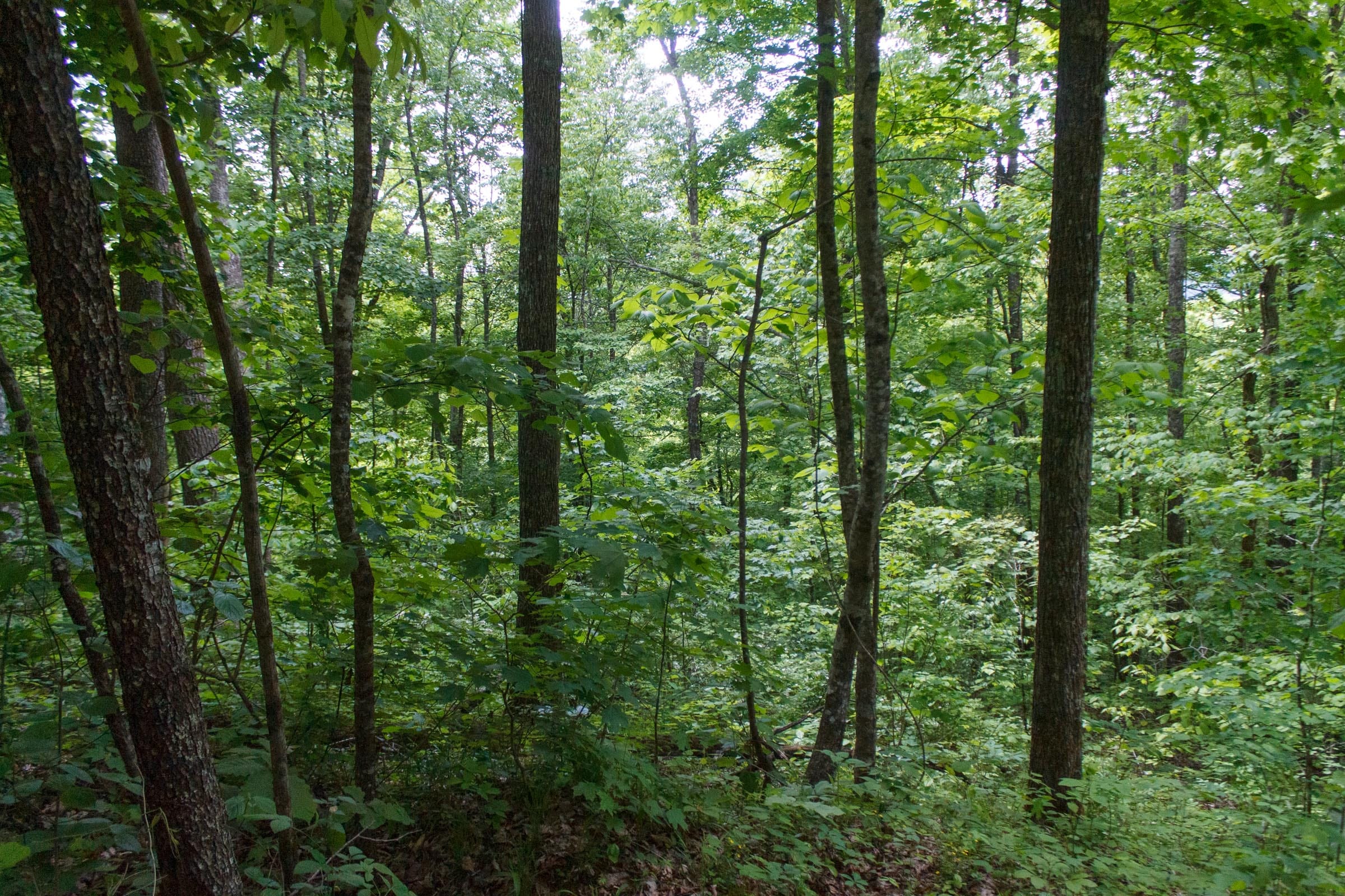 Riverbend Tract 2 photo 4