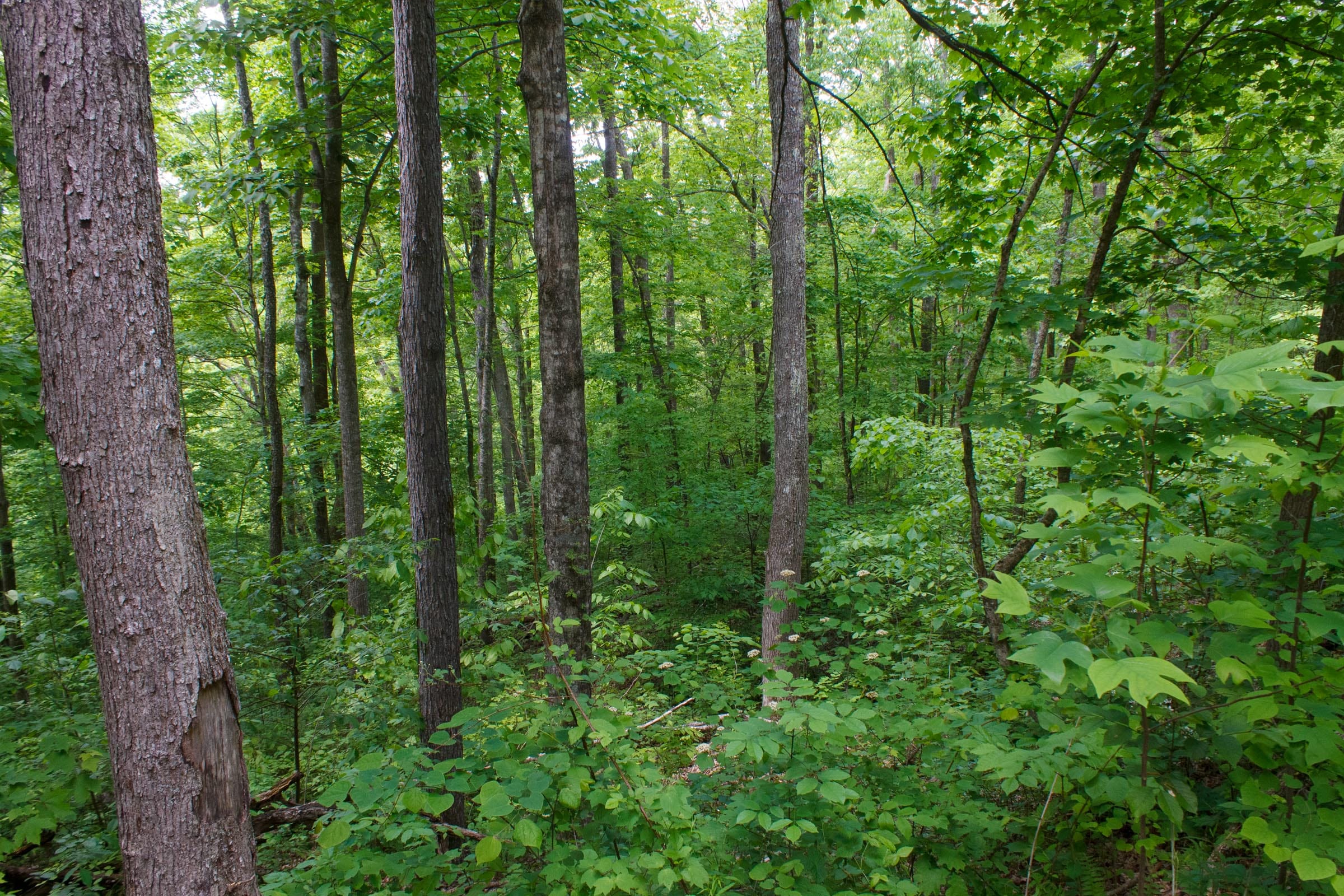 Riverbend Tract 2 photo 5