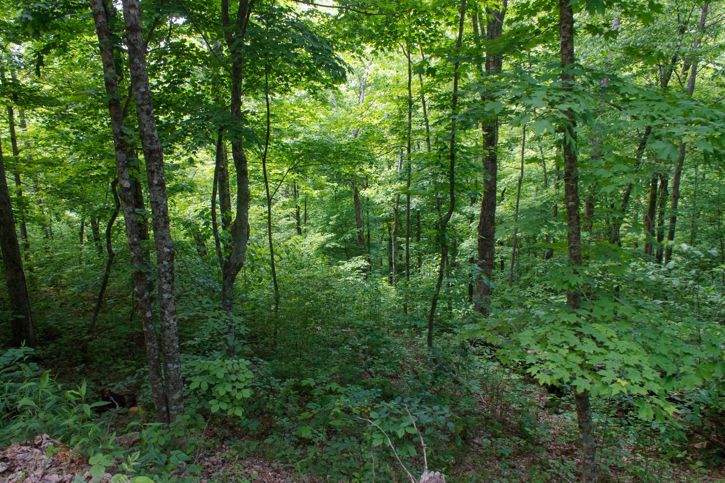 Riverbend Tract 2 photo 6