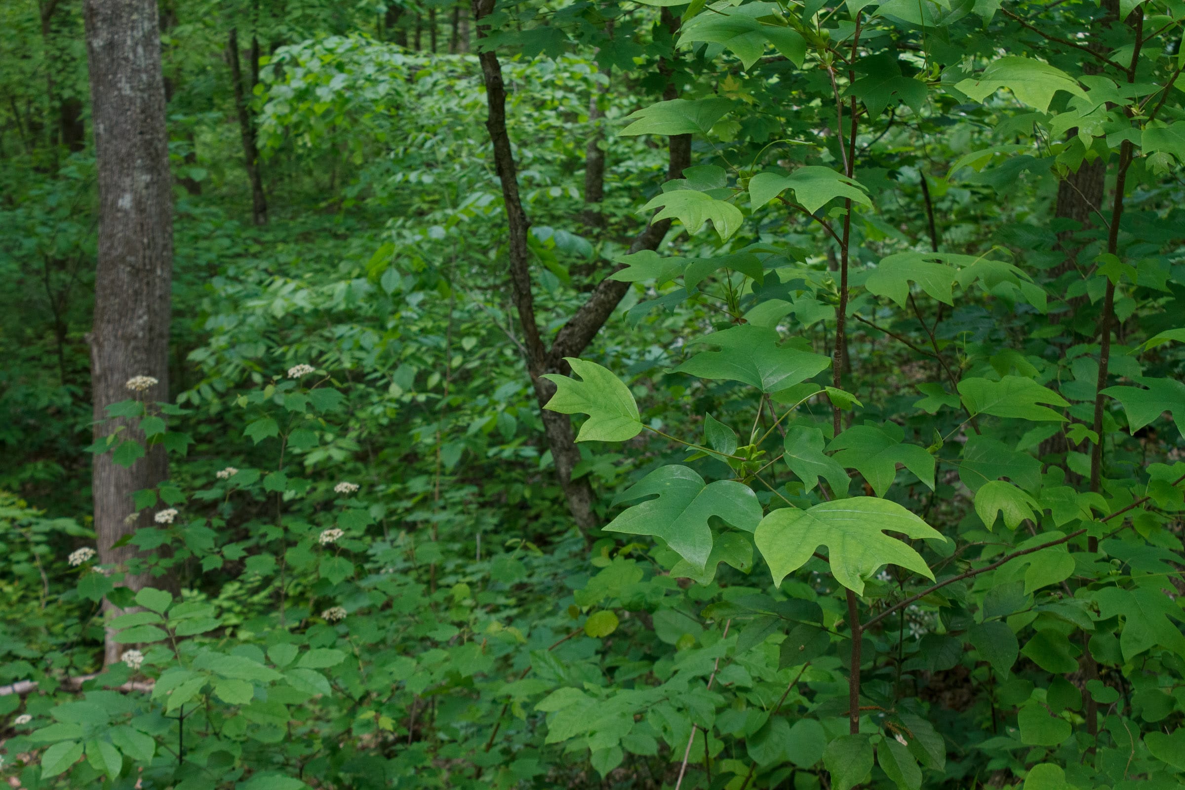 Riverbend Tract 2 photo 7
