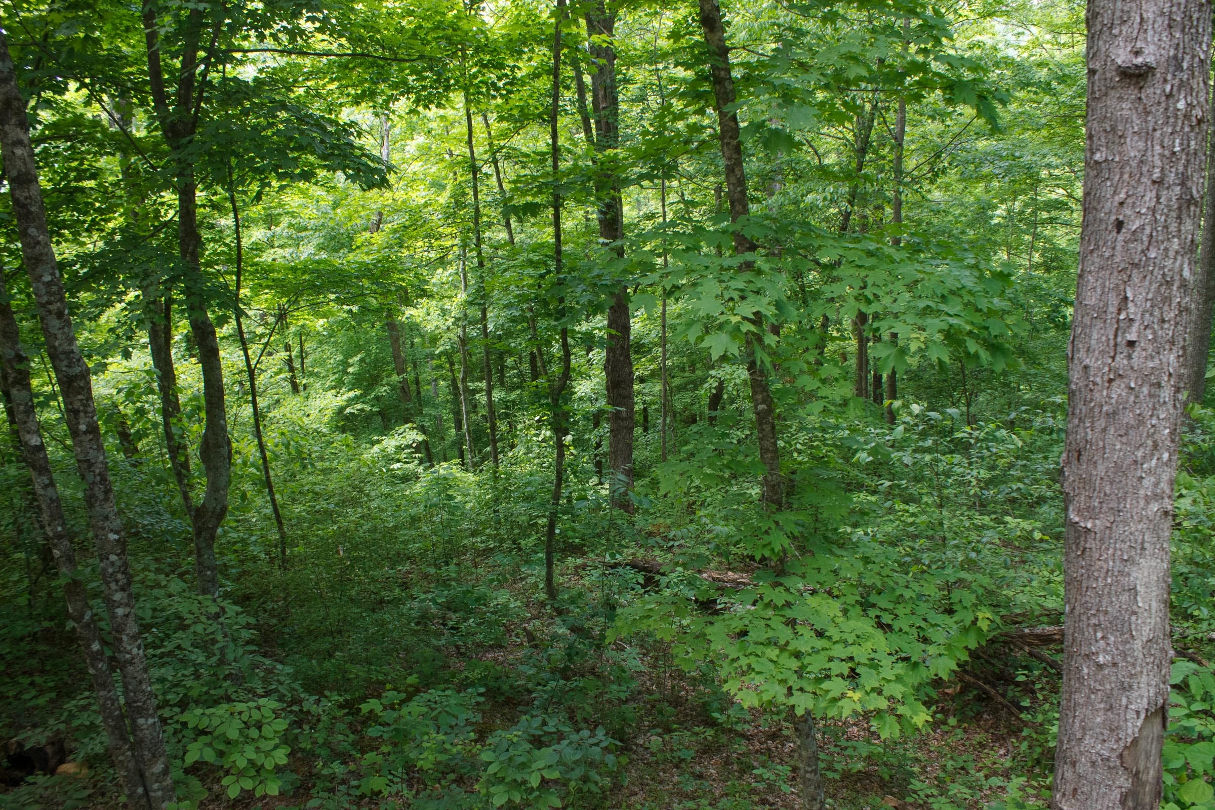 Riverbend Tract 2 photo 8