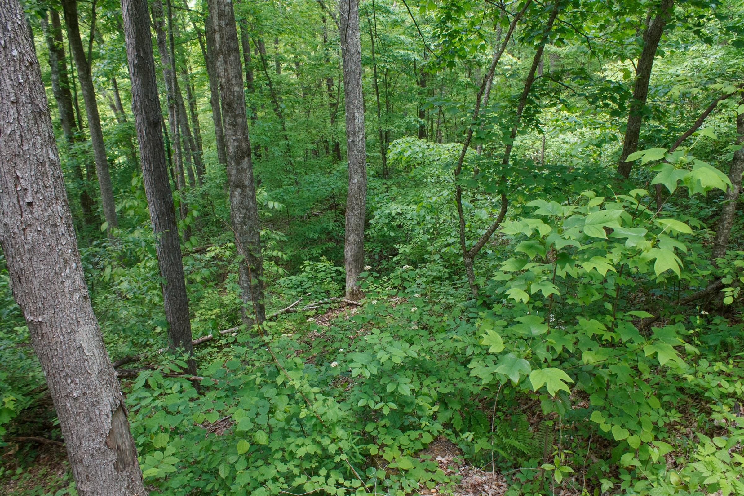Riverbend Tract 2 photo 9
