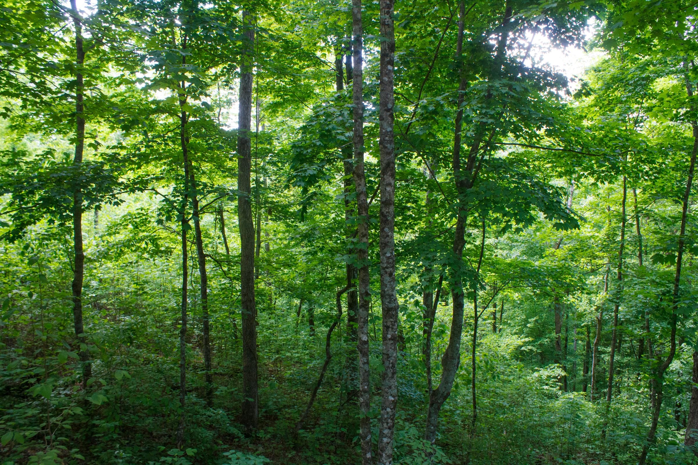 Riverbend Tract 2 photo 10
