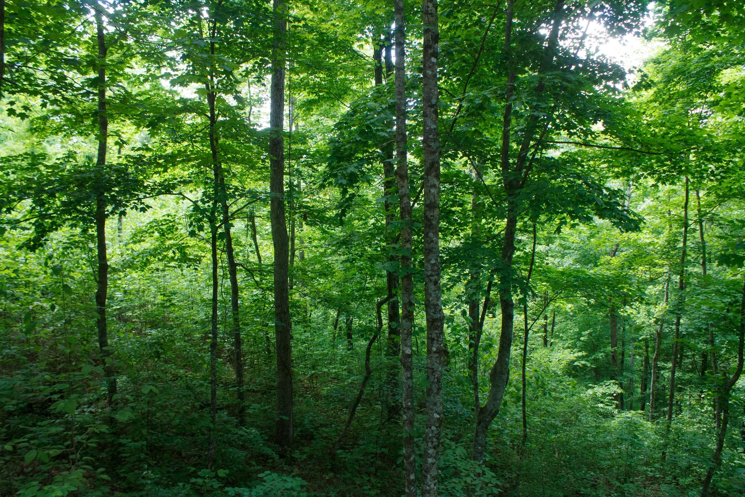 Riverbend Tract 2 photo 11