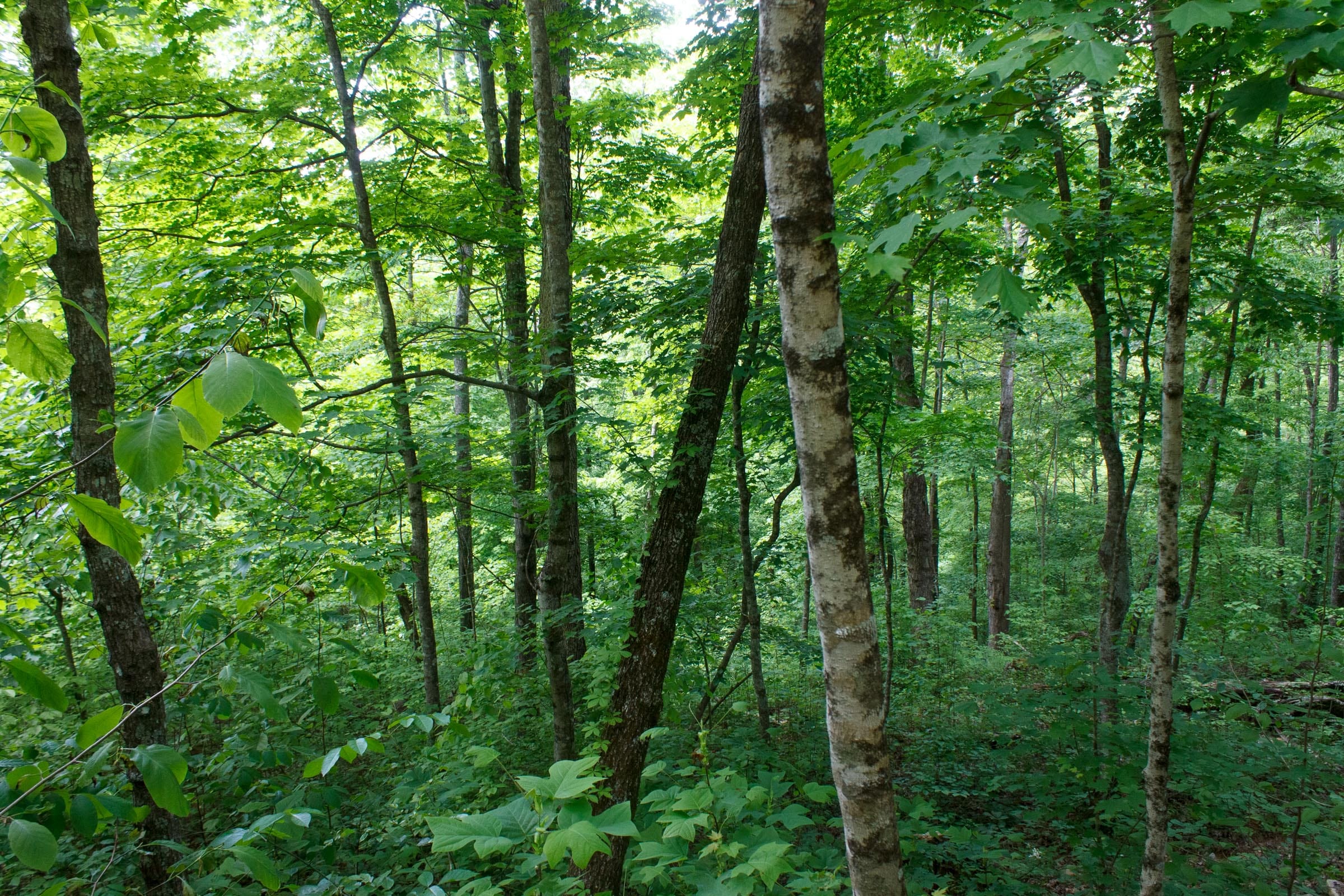 Riverbend Tract 2 photo 12