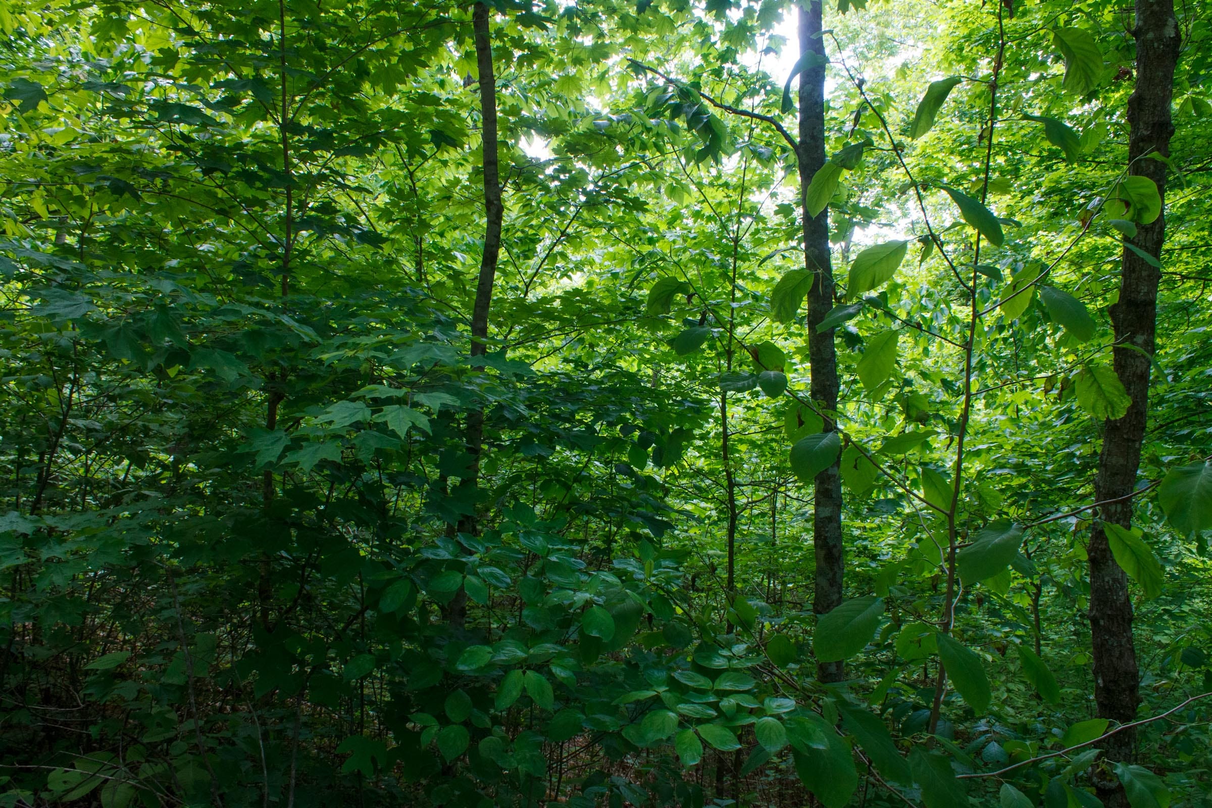 Riverbend Tract 2 photo 13