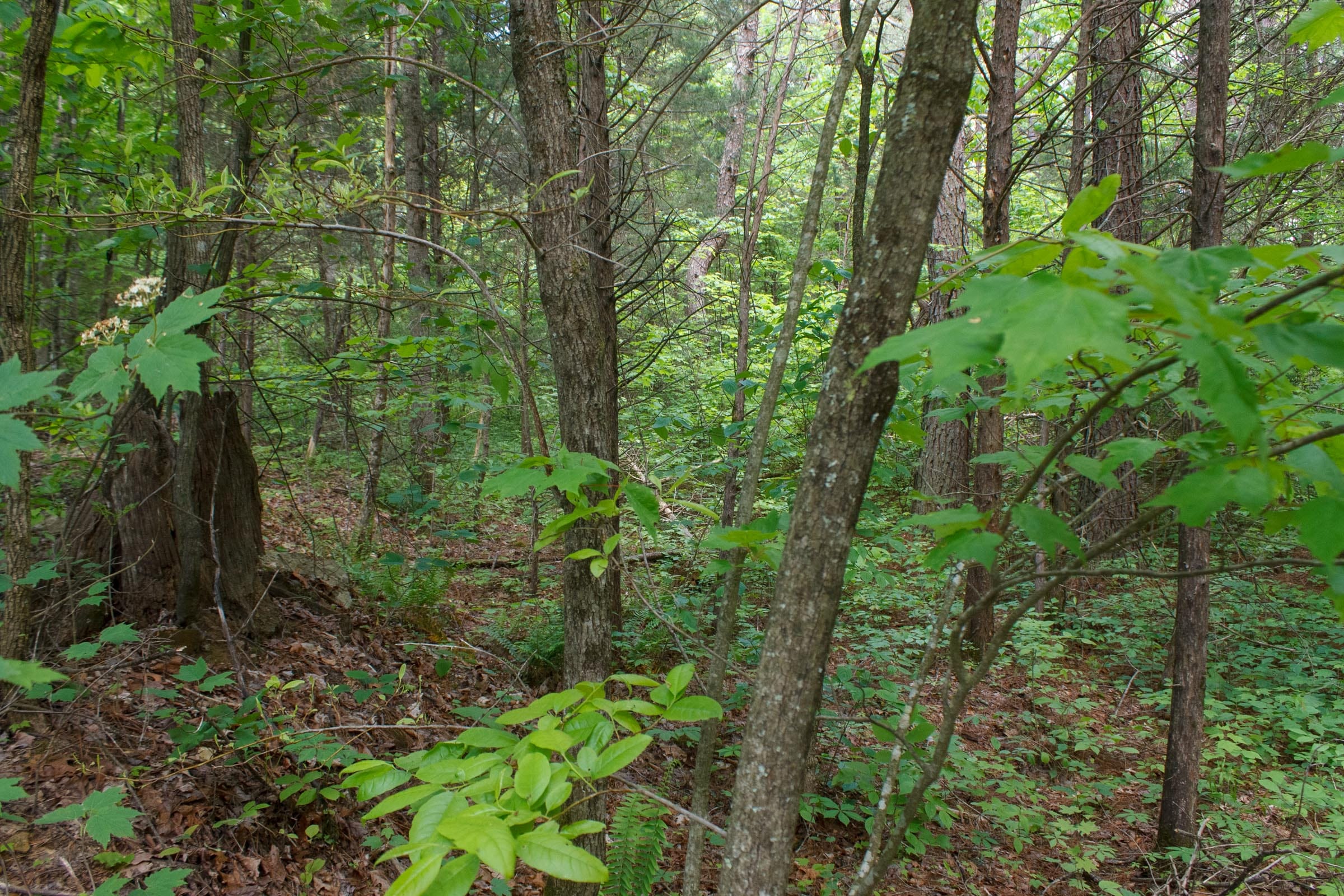Riverbend Tract 2 photo 14