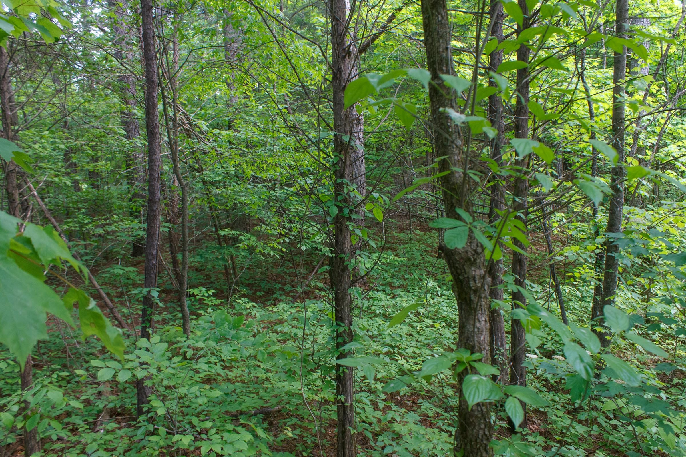 Riverbend Tract 2 photo 15