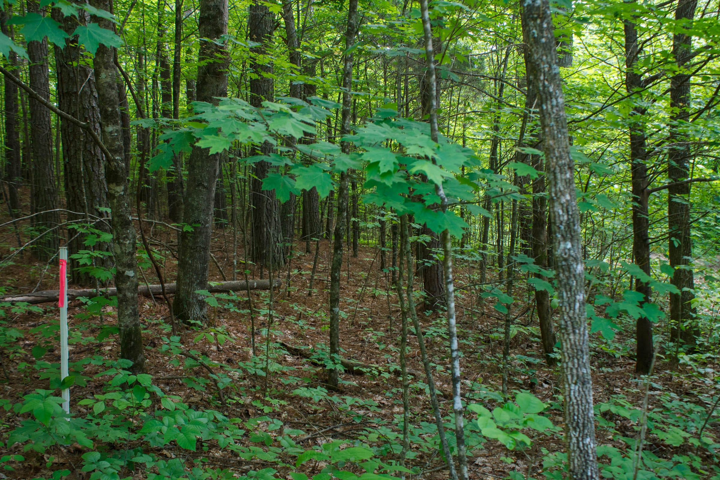 Riverbend Tract 2 photo 16