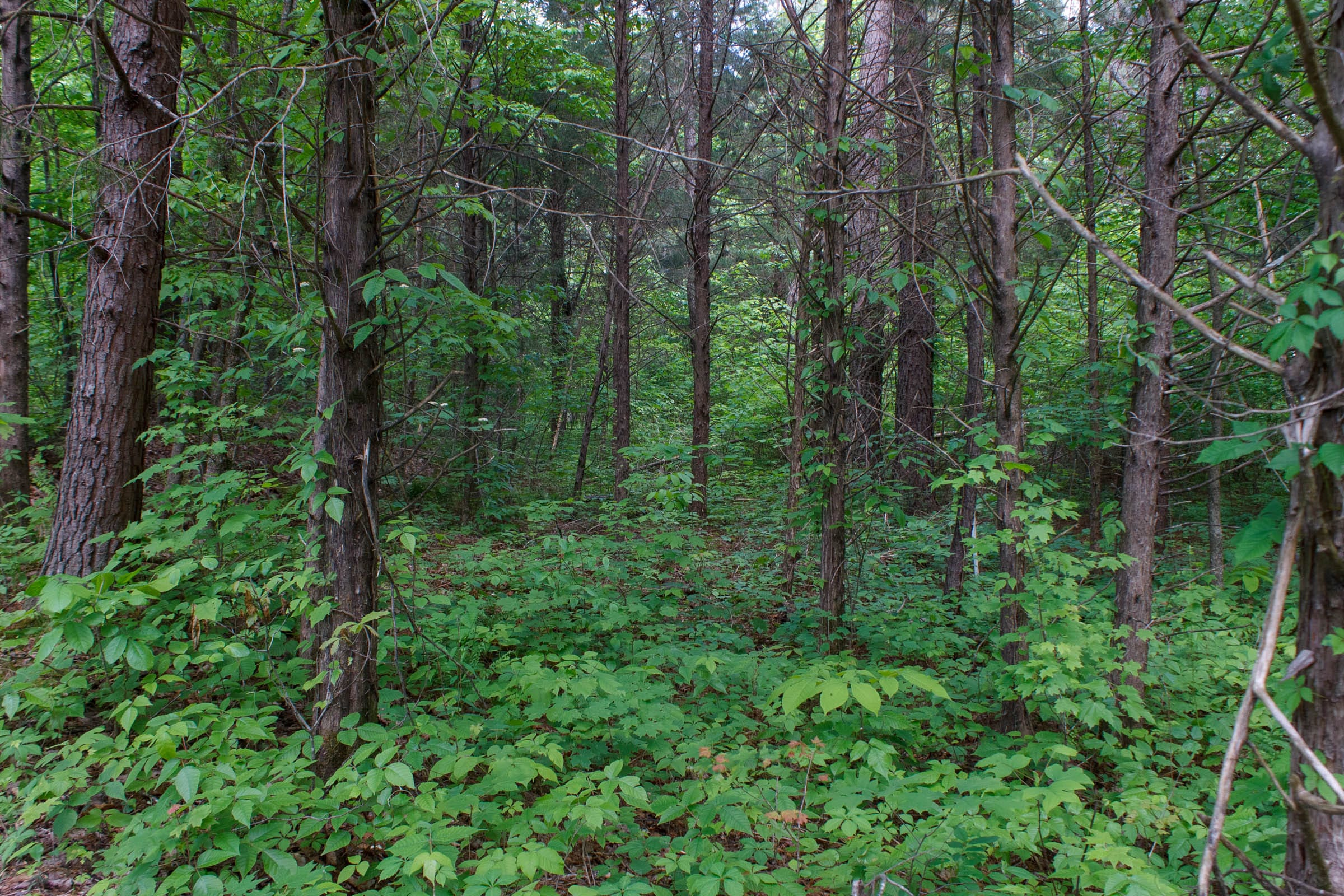 Riverbend Tract 2 photo 17
