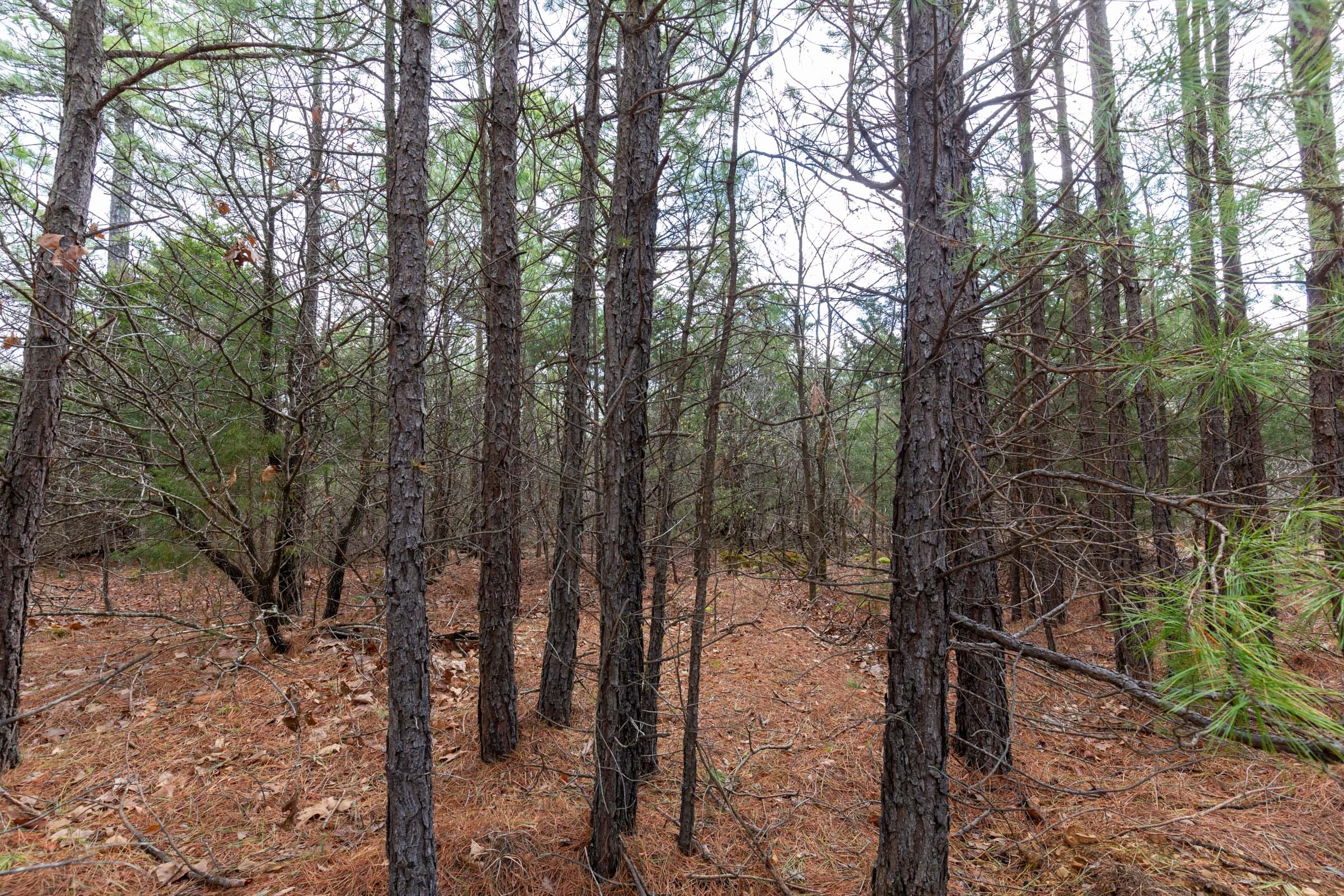 Stone Bridge Phase III Tract 183 photo 6