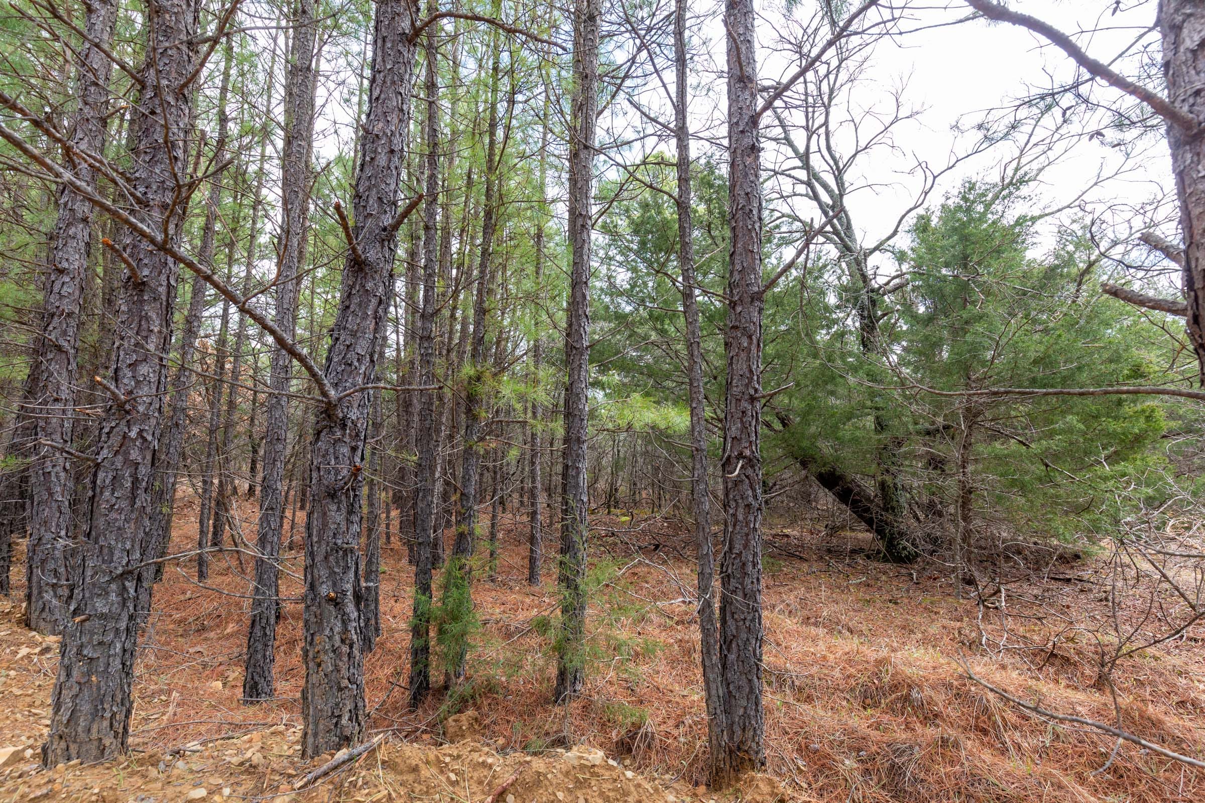 Stone Bridge Phase III Tract 183 photo 8