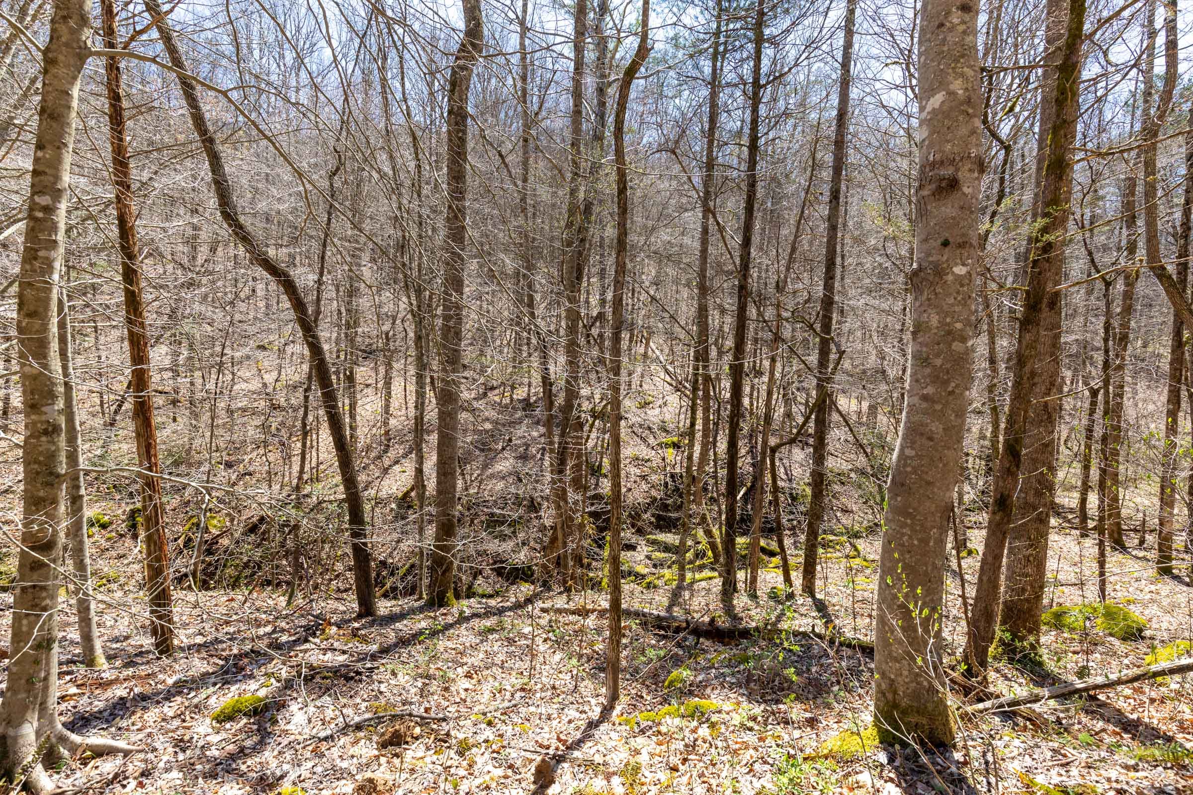 Woodland Heights Tract 9 photo 2