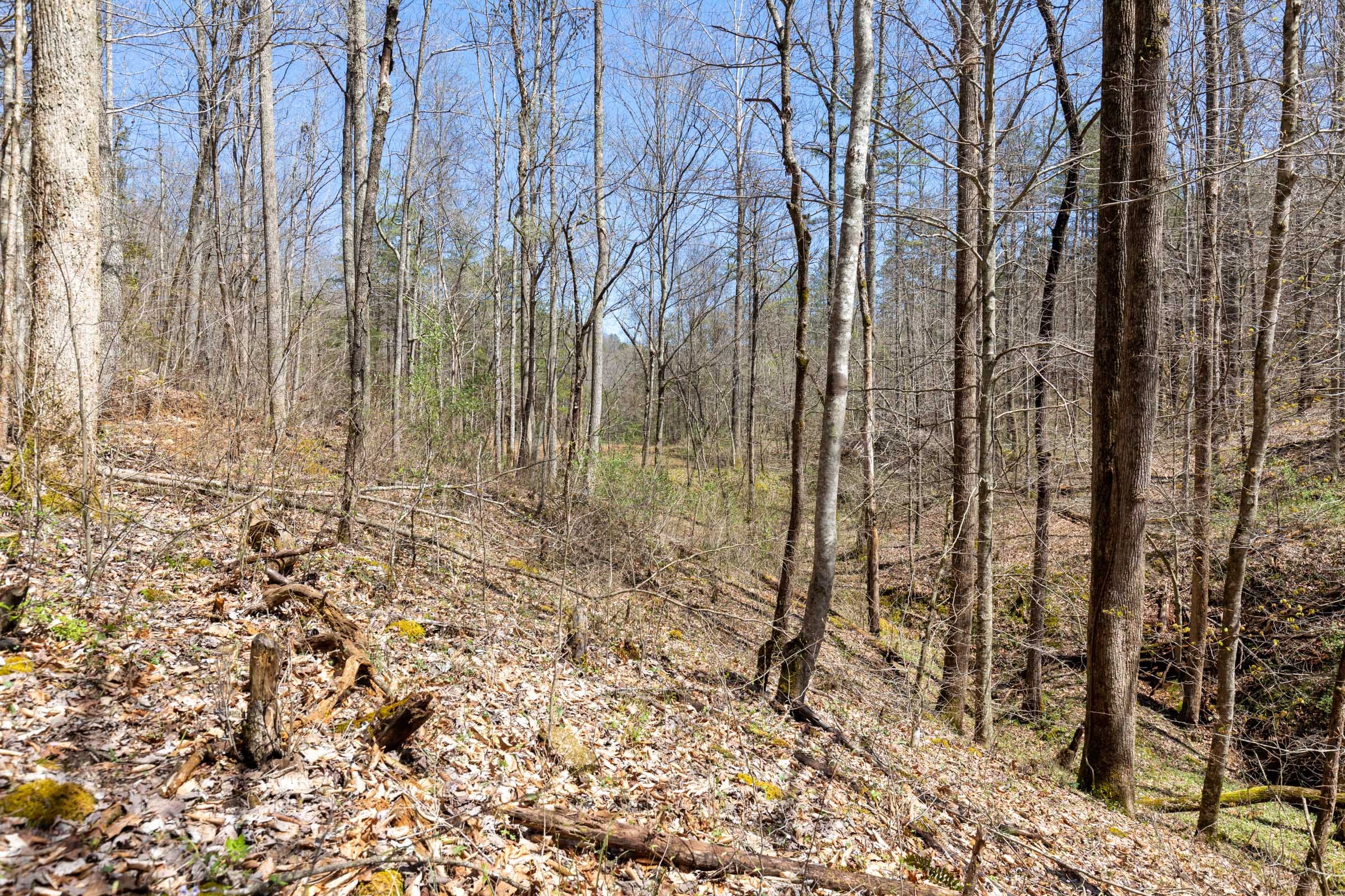 Woodland Heights Tract 9 photo 4