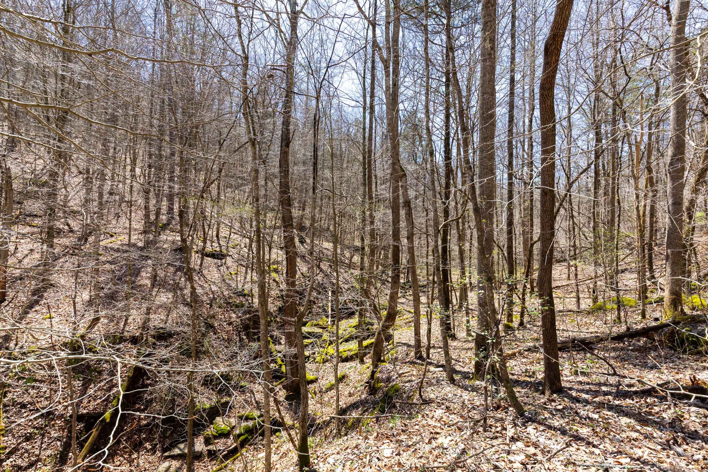 Woodland Heights Tract 9 photo 6