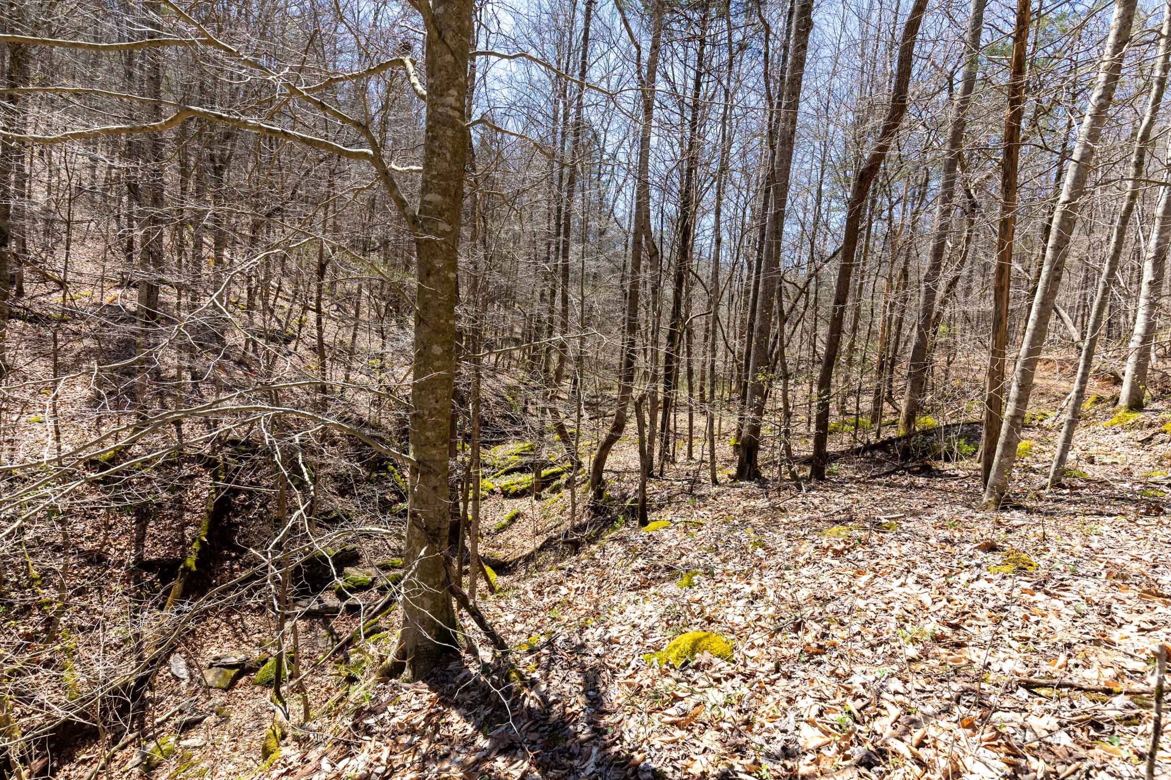 Woodland Heights Tract 9 photo 5