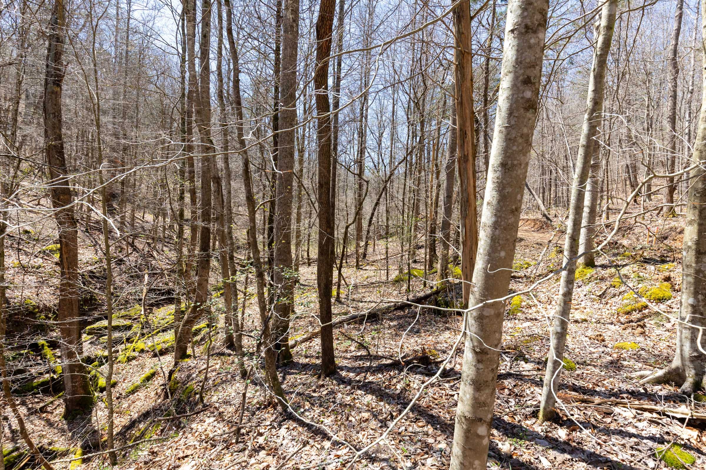 Woodland Heights Tract 9 photo 7