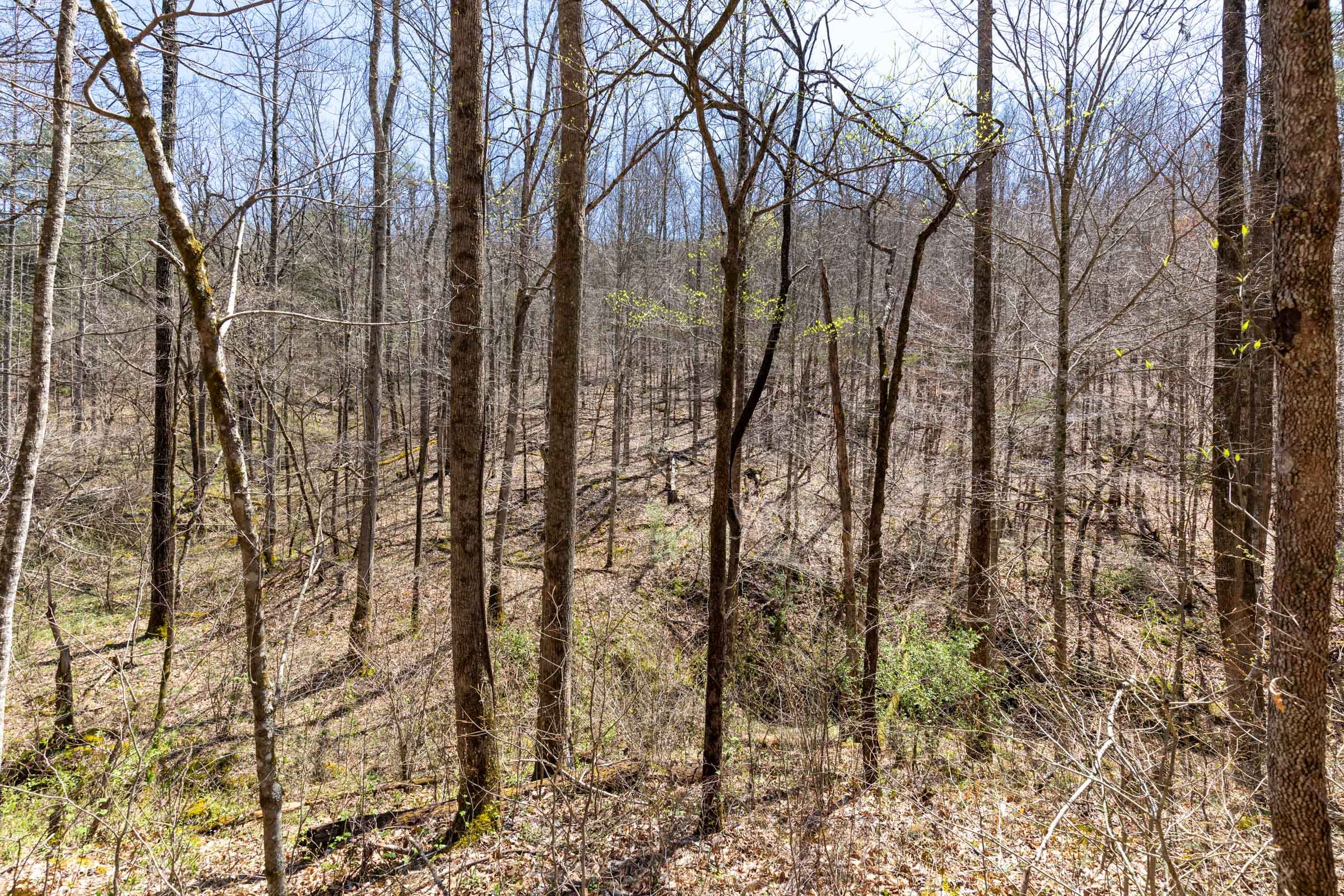 Woodland Heights Tract 9 photo 9