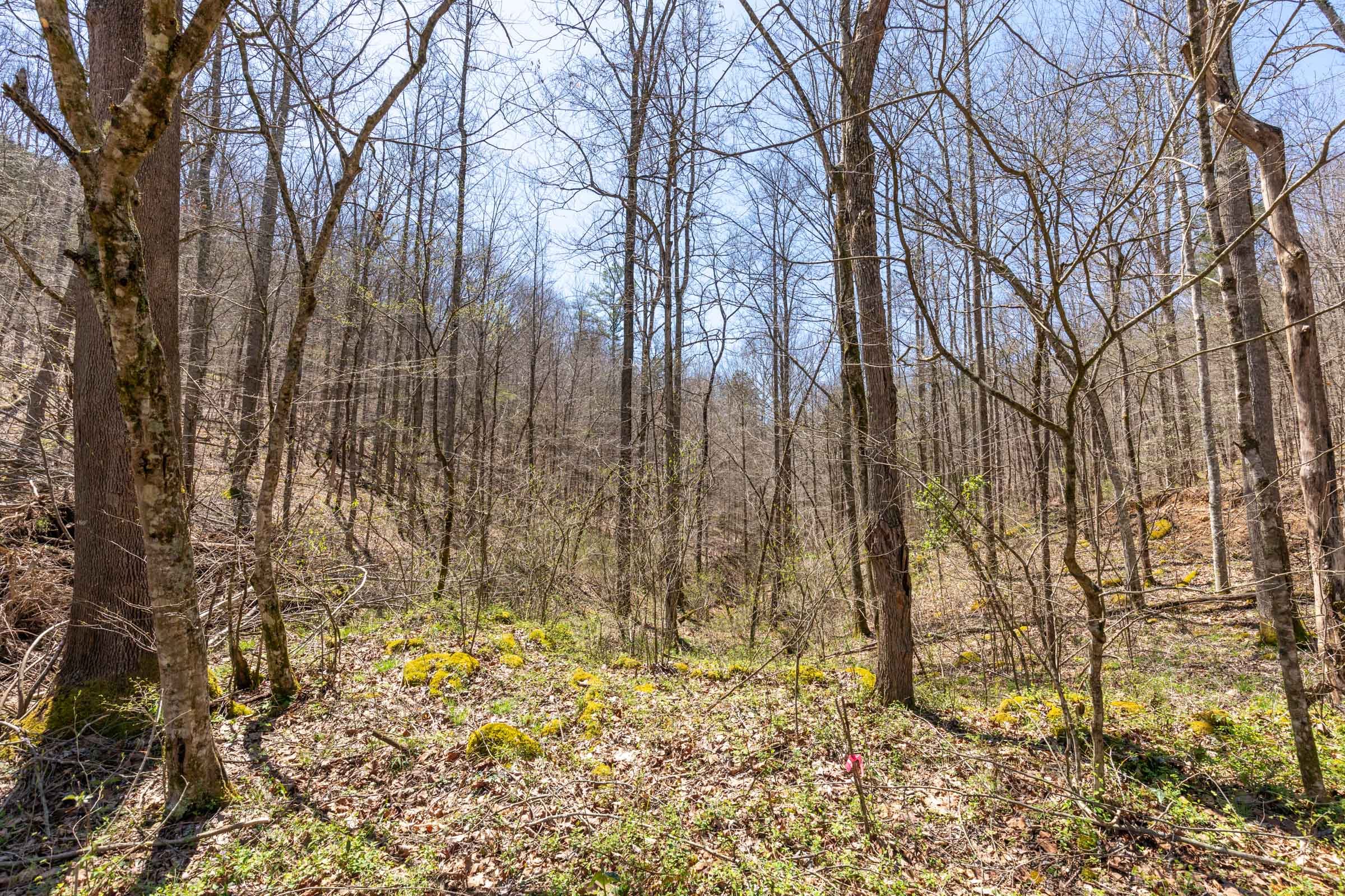 Woodland Heights Tract 9 photo 11