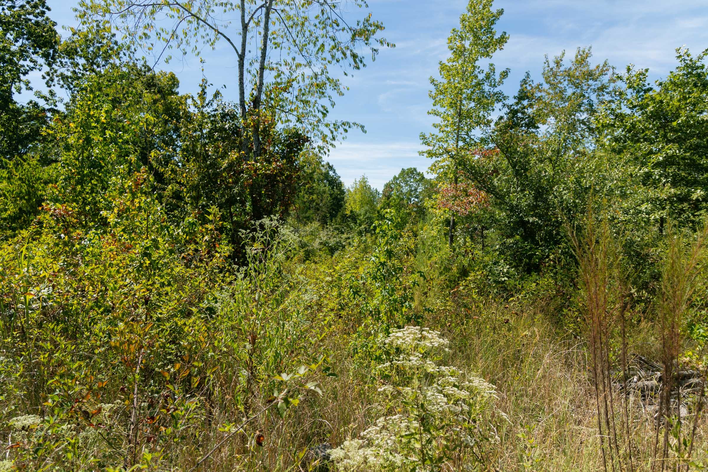 Big White Oak Tract 50 photo 6